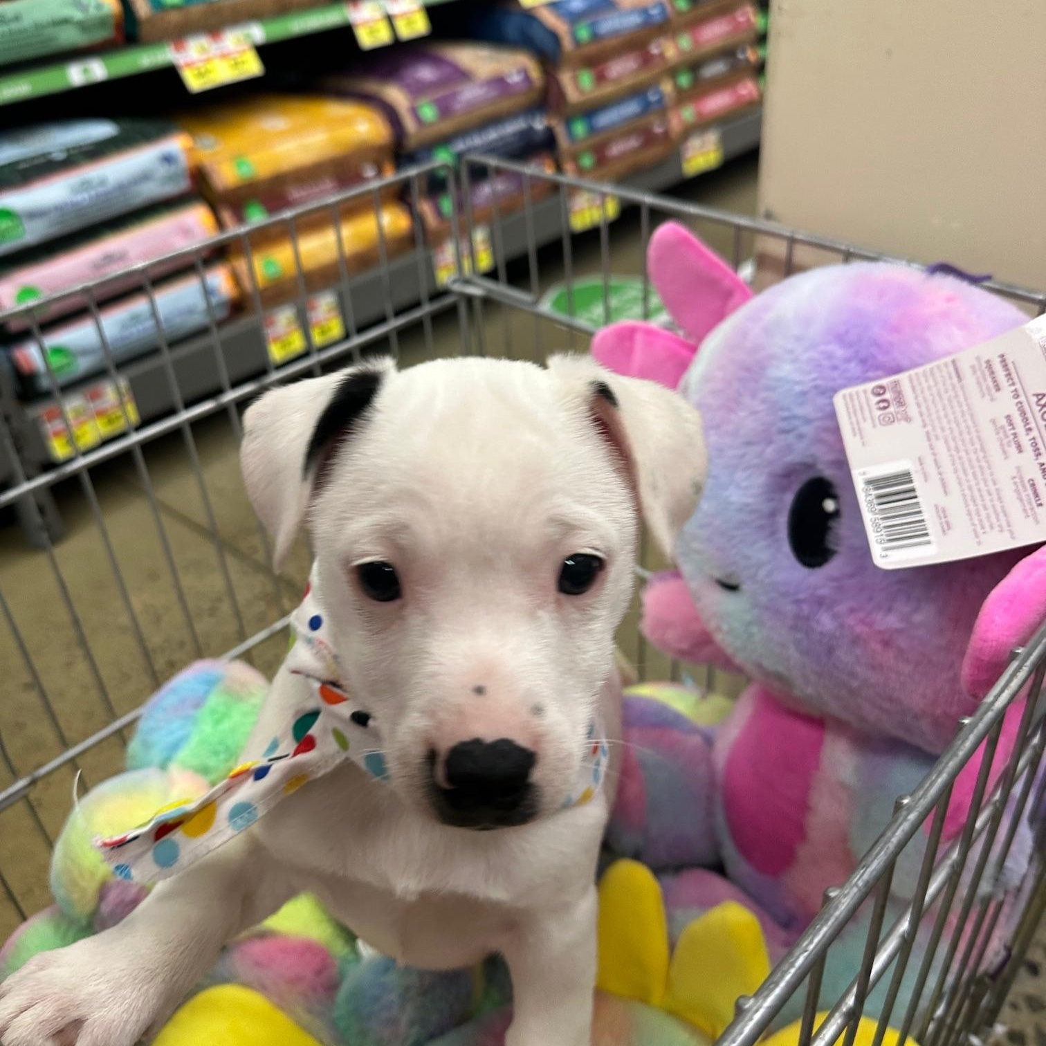 Enlarge Snowball, a ADOPTABLE mixed breed in Gallatin, TN image 2/4