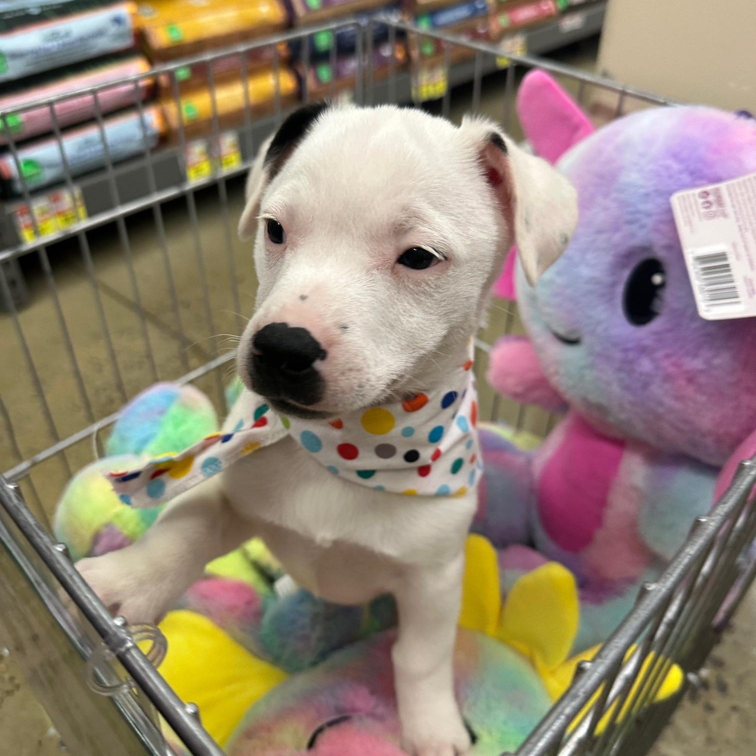 Enlarge Snowball, a ADOPTABLE mixed breed in Gallatin, TN image 3/4