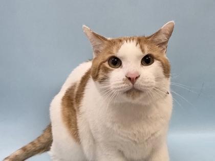 Teriyaki, Adoptable, Adult Male Domestic Short Hair & Domestic Short Hair.