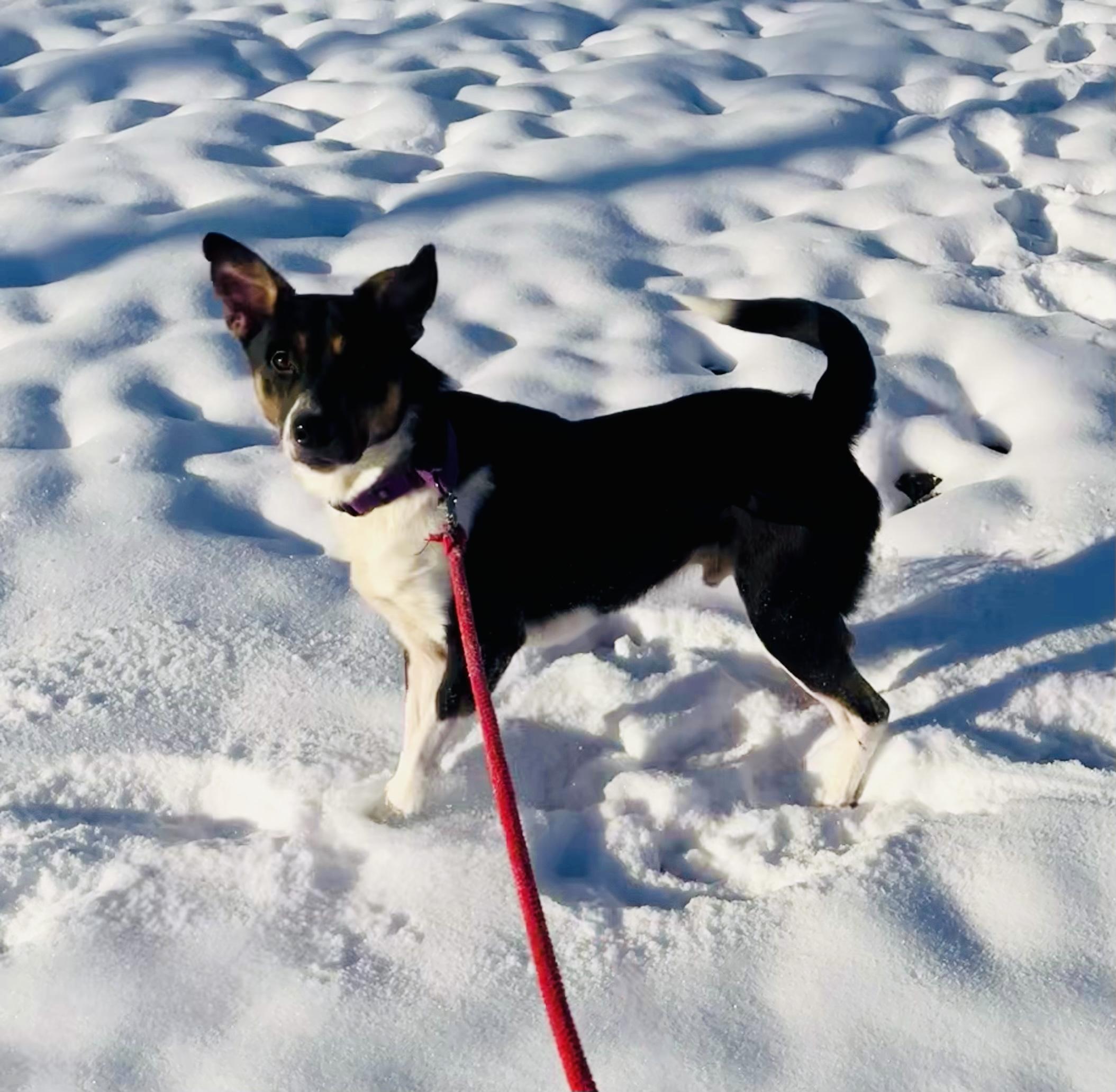 Enzo photo 2