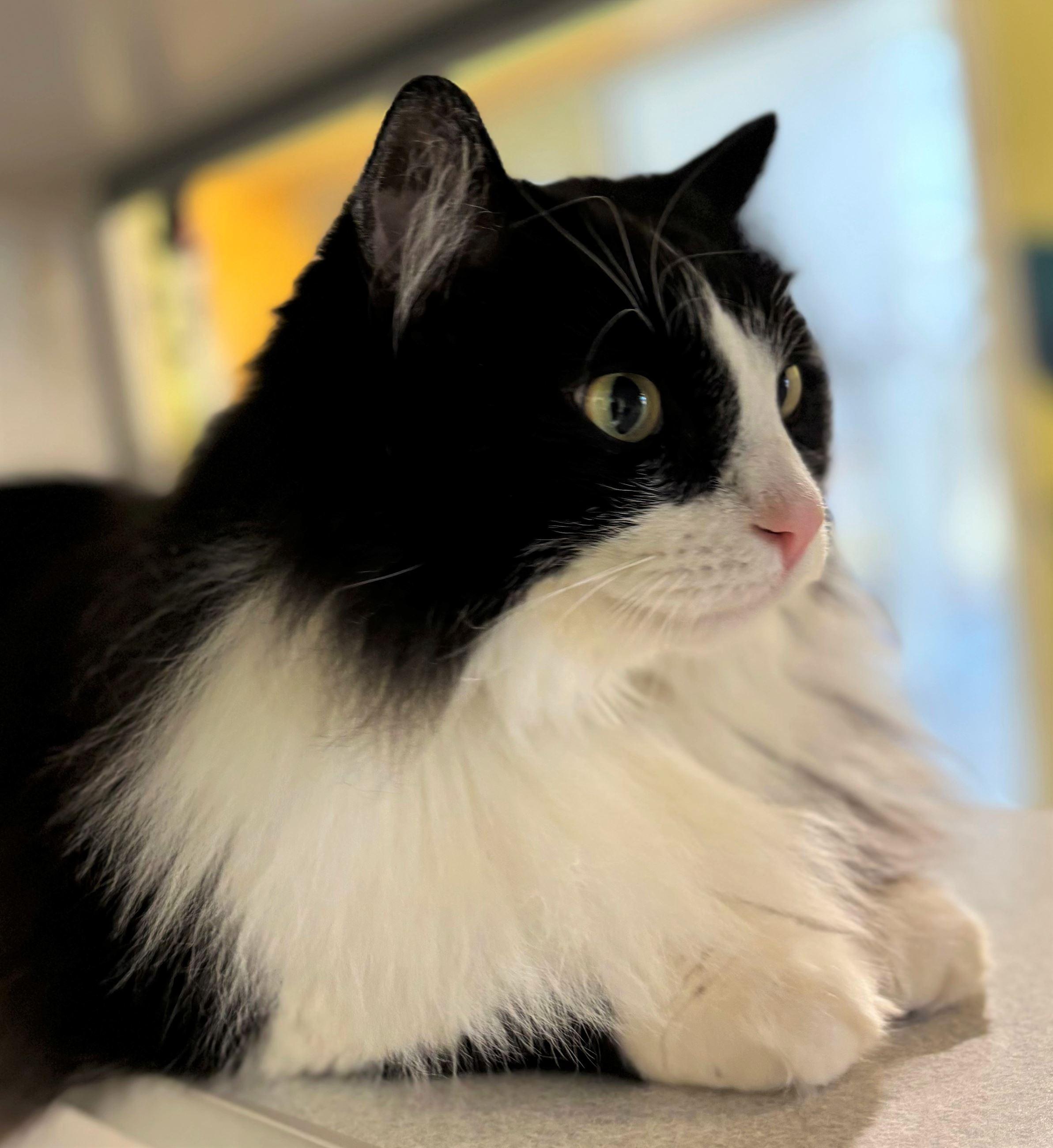 Enlarge Javier, an adopted Domestic Long Hair in Iowa City, IA image 2/2