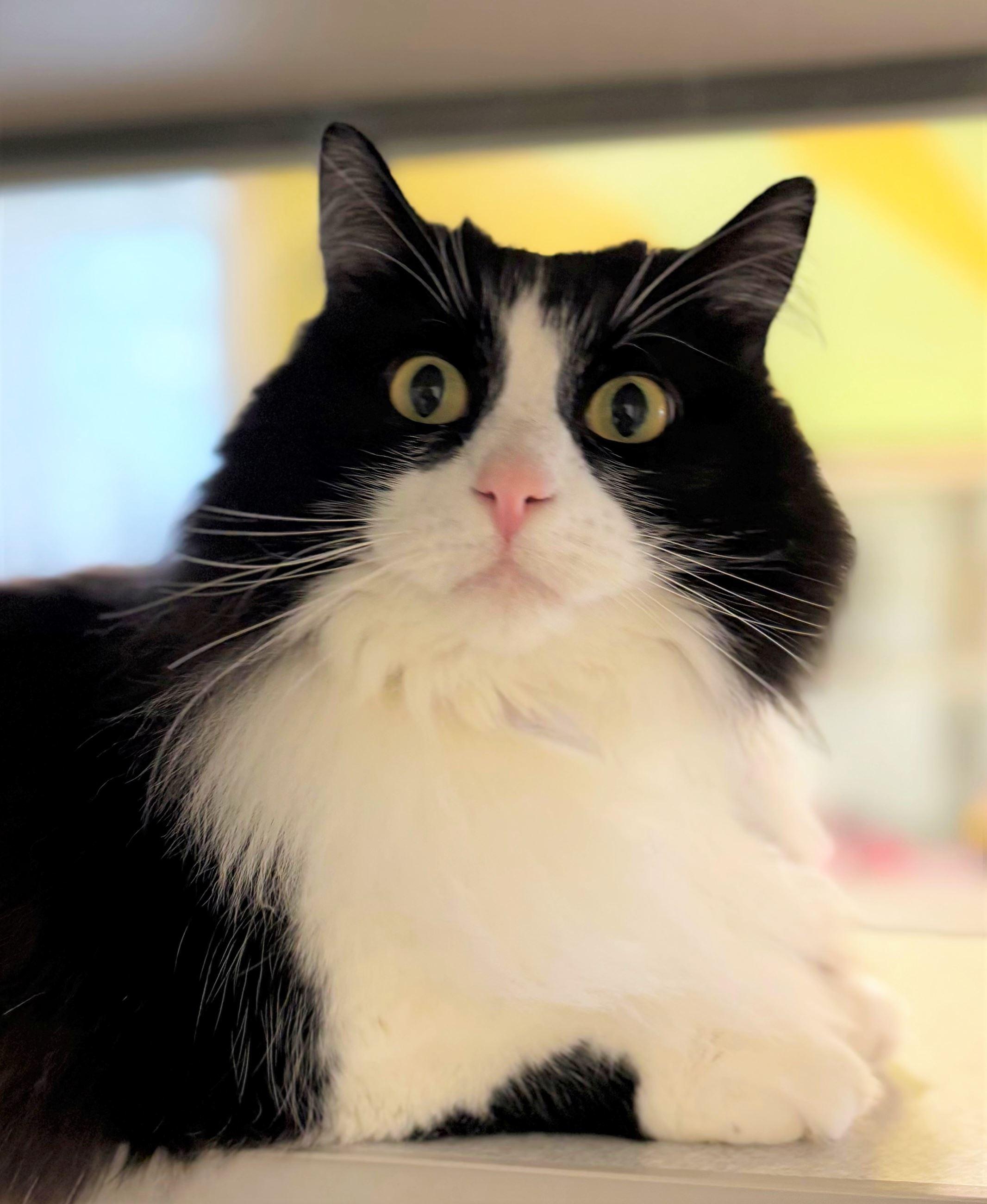 Enlarge Javier, an adopted Domestic Long Hair in Iowa City, IA image 1/2