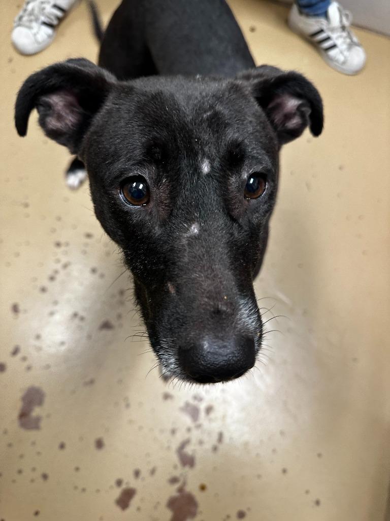 Enlarge Katie, a Adoptable Hound in Hamilton, OH image 1/1