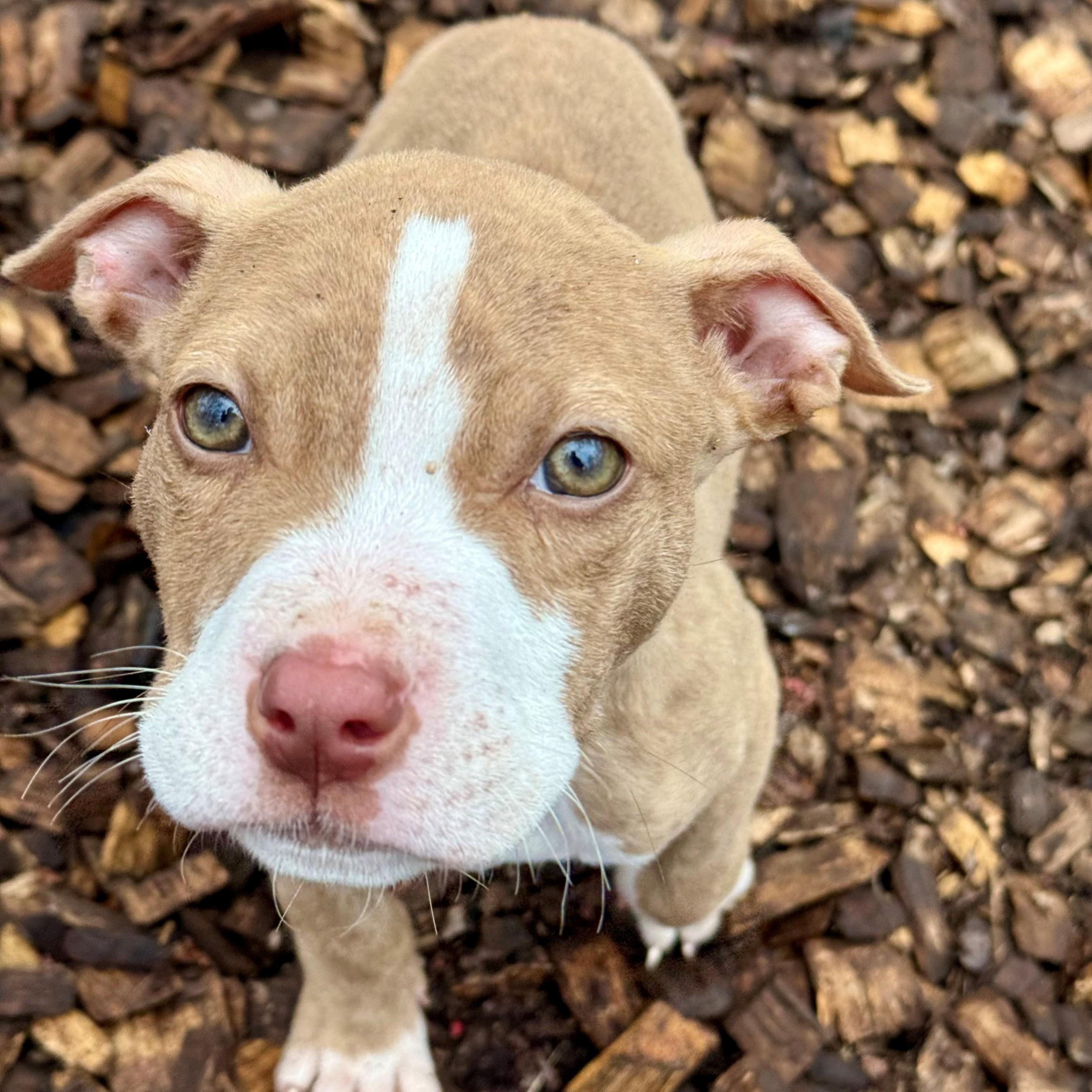 Beth- #50522, ADOPTABLE, Puppy Female Pit Bull Terrier & Chihuahua.