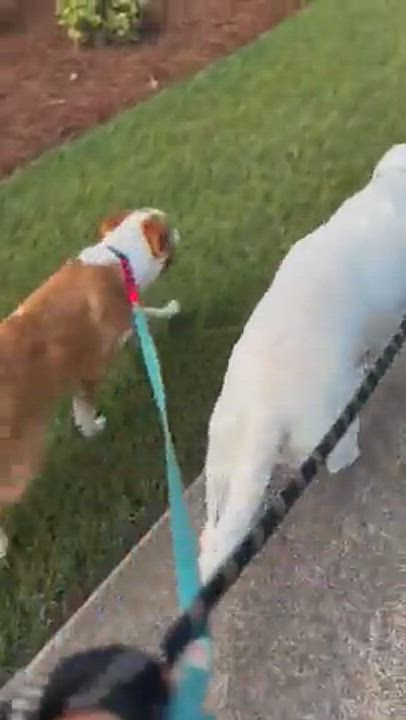 Enlarge Manchas, a Adopted mixed breed in Fuquay Varina, NC video 5/9