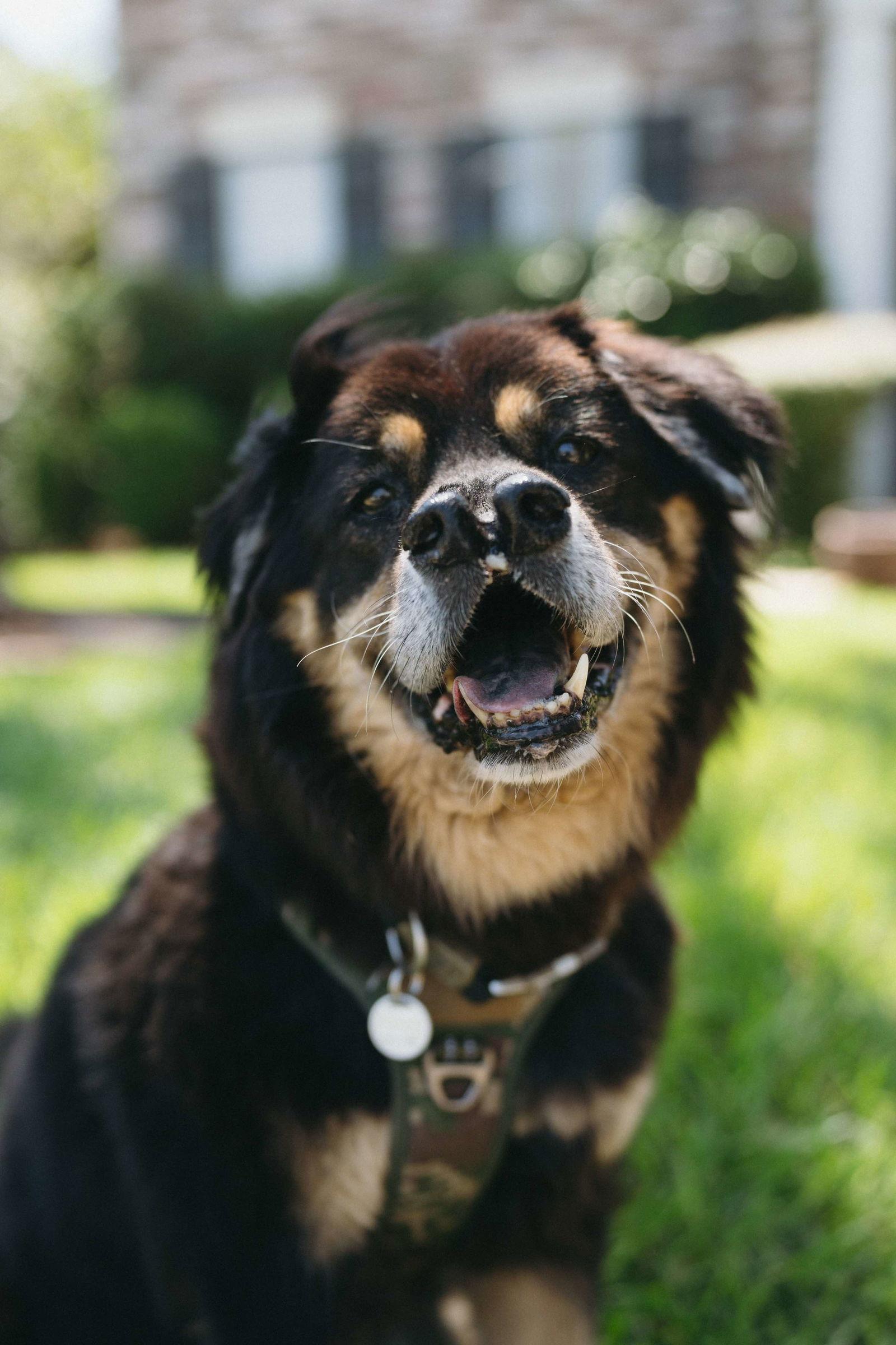 Oso, Adoptable, Senior Male Alaskan Malamute.
