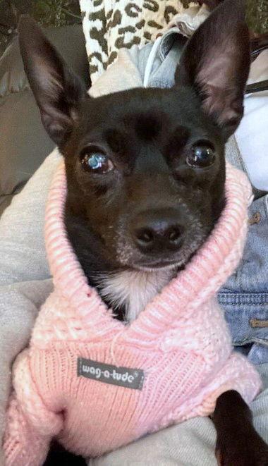 Chiquis, Adoptable, Young Female Chihuahua.