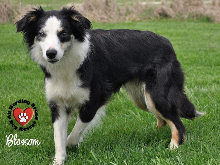 Enlarge Blossom, a ADOPTABLE mixed breed in Wauconda, IL image 4/4