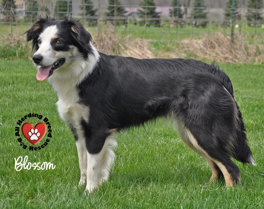 Enlarge Blossom, a ADOPTABLE mixed breed in Wauconda, IL image 2/4