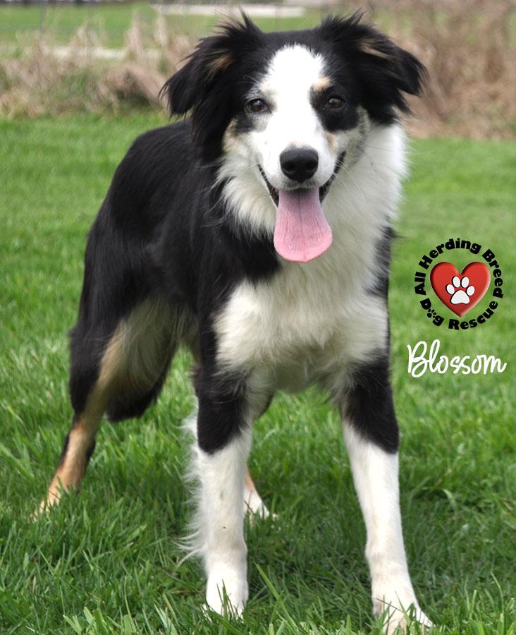 Enlarge Blossom, a ADOPTABLE mixed breed in Wauconda, IL image 3/4