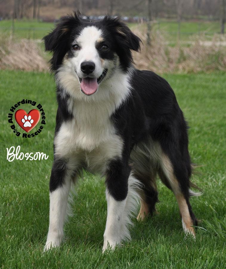 Blossom, ADOPTABLE, Puppy Female Australian Shepherd.