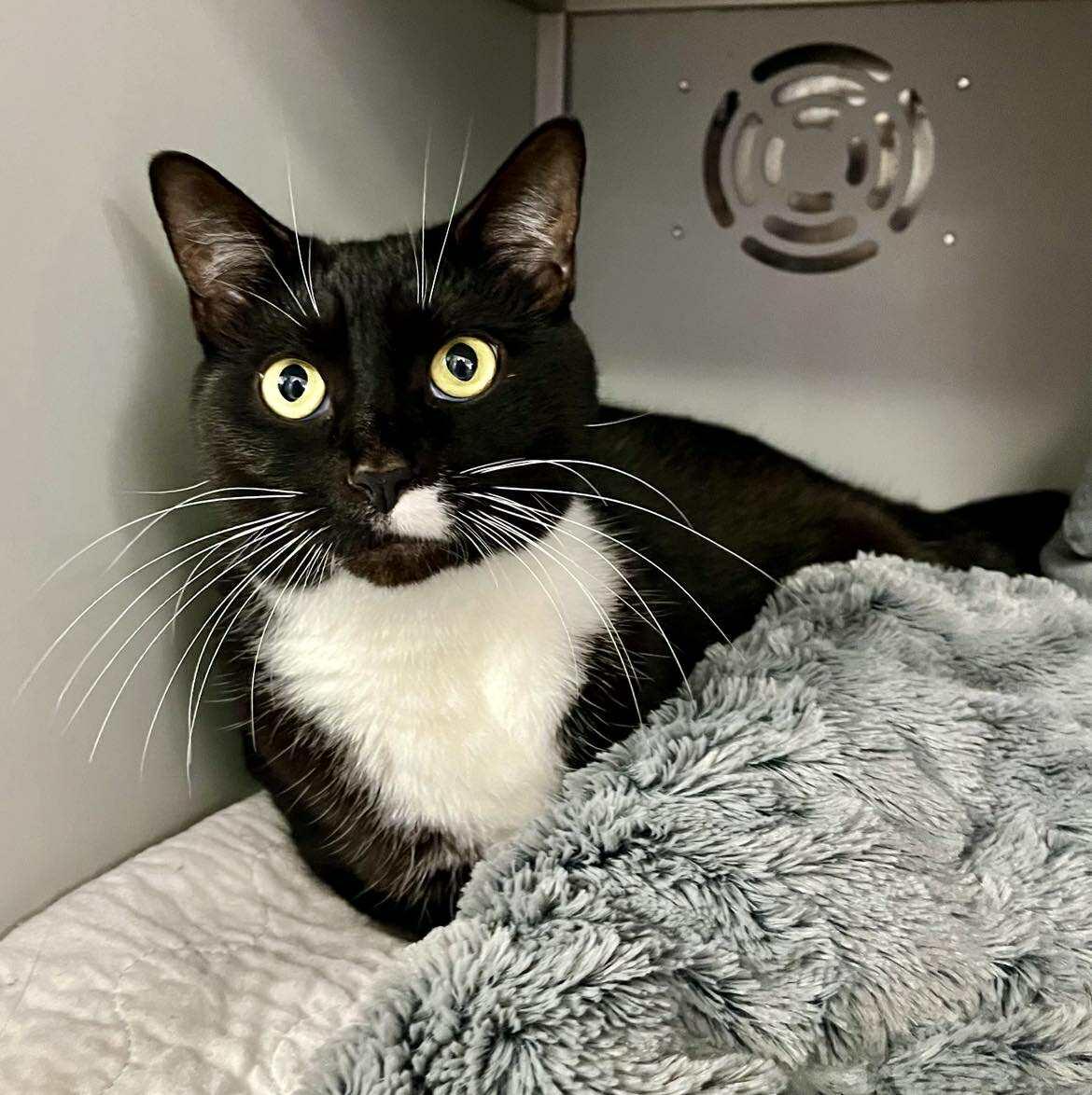 Lilly, Adoptable, Adult Female Domestic Short Hair.