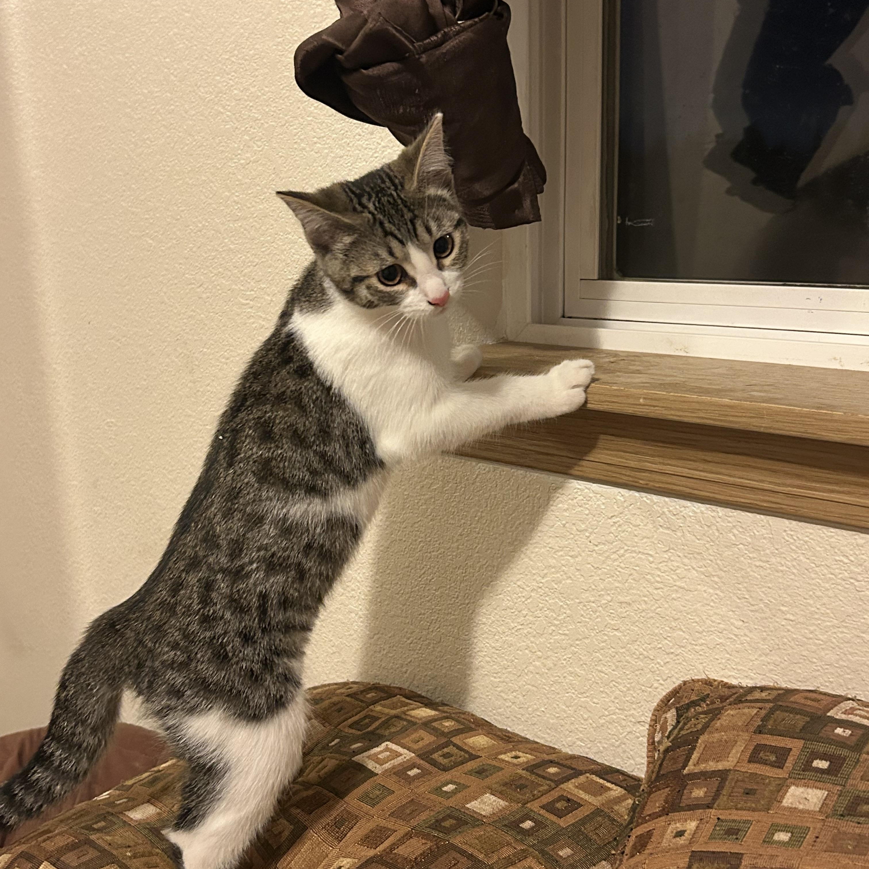 Enlarge Quinn, a Adoptable Domestic Short Hair in Rochester, WA image 2/3