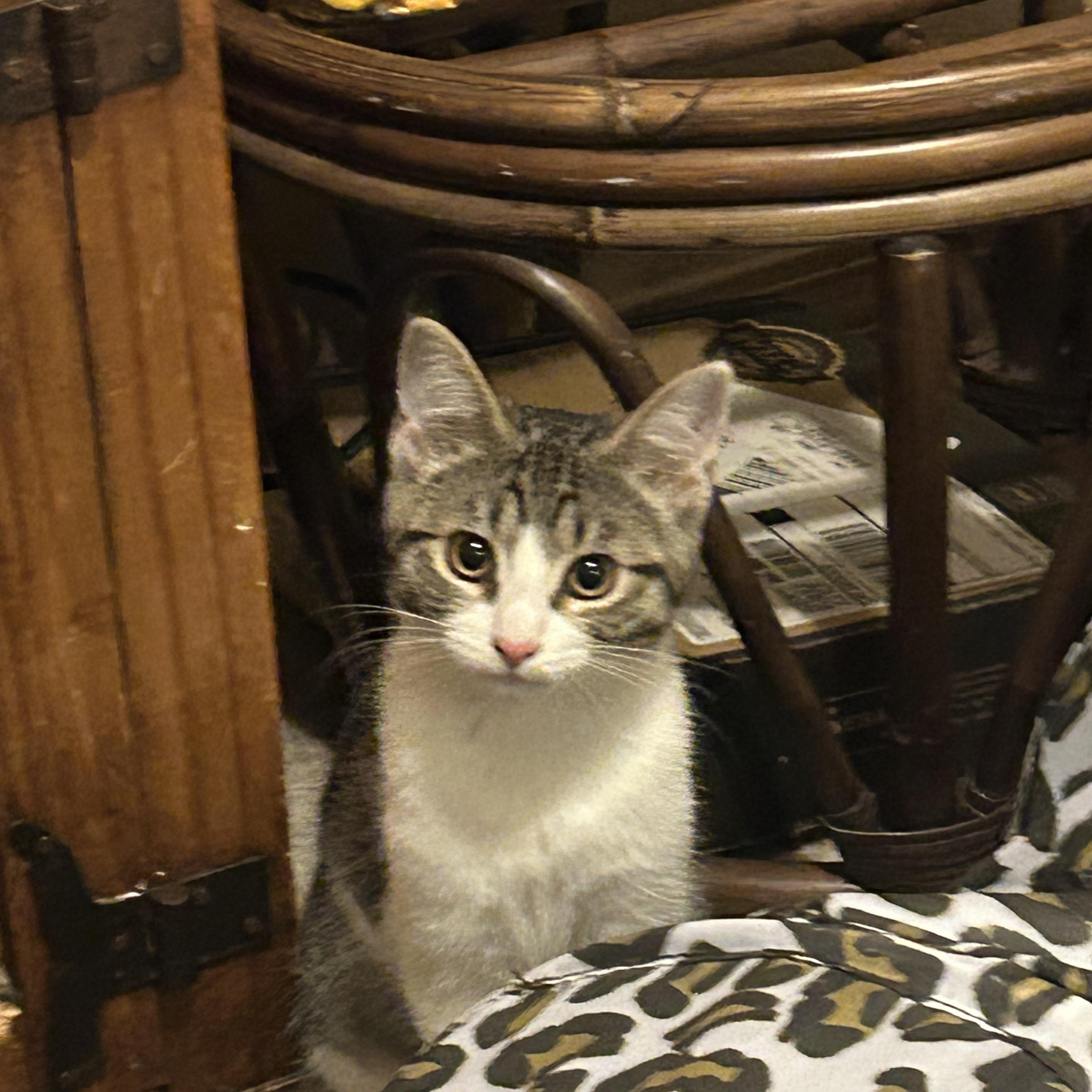 Enlarge Quinn, a Adoptable Domestic Short Hair in Rochester, WA image 3/3