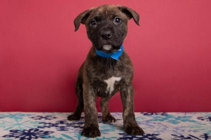 Spider, Adoptable, Puppy Male Retriever & Mixed Breed.