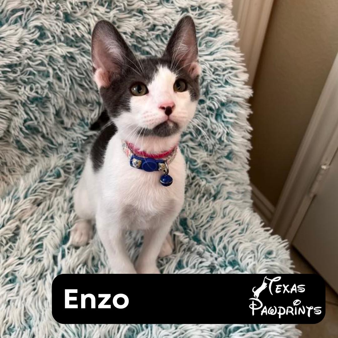 Enzo photo 1