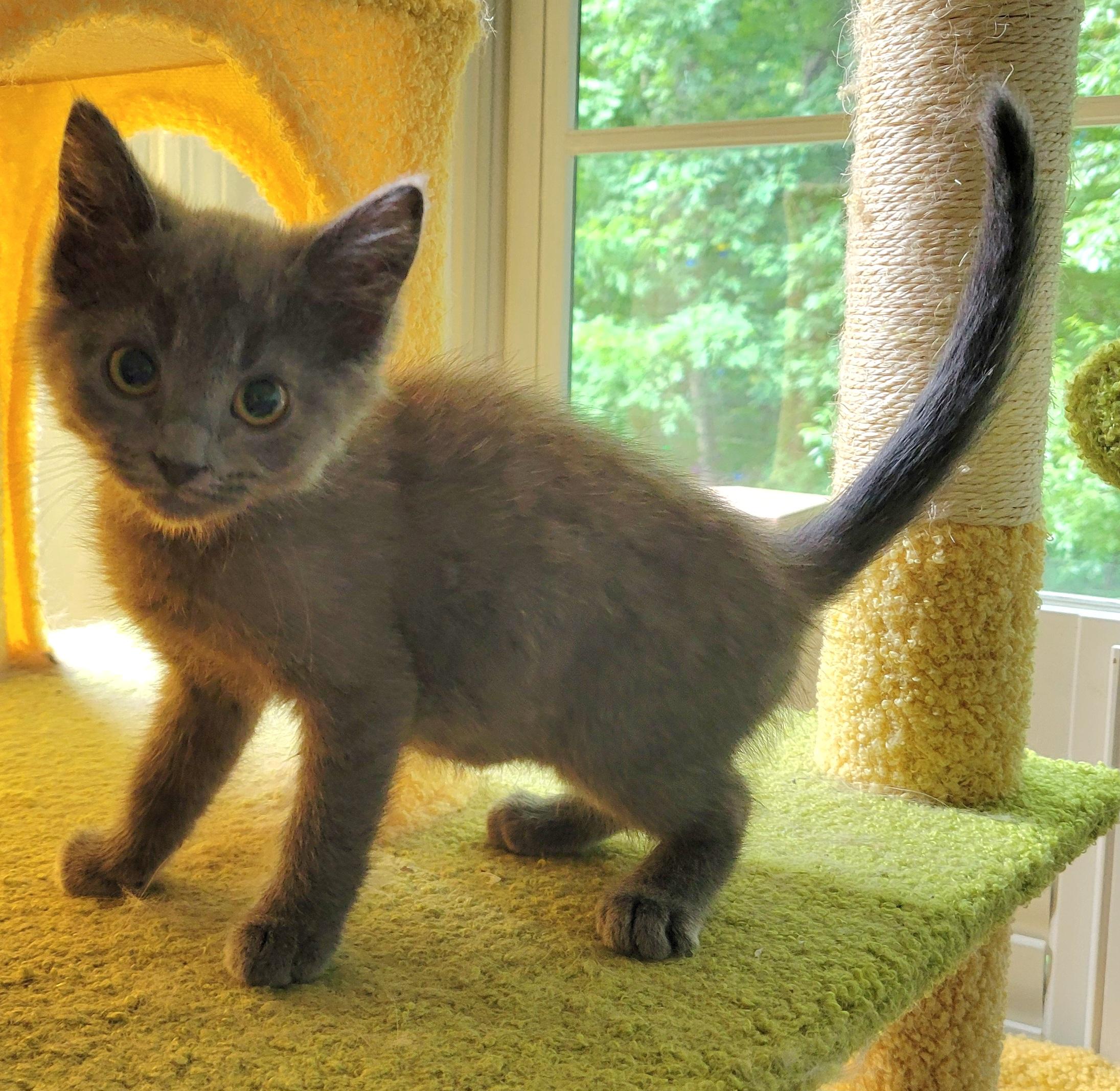 Rigatoni, a ADOPTABLE mixed breed in Knoxville, TN image 2/3