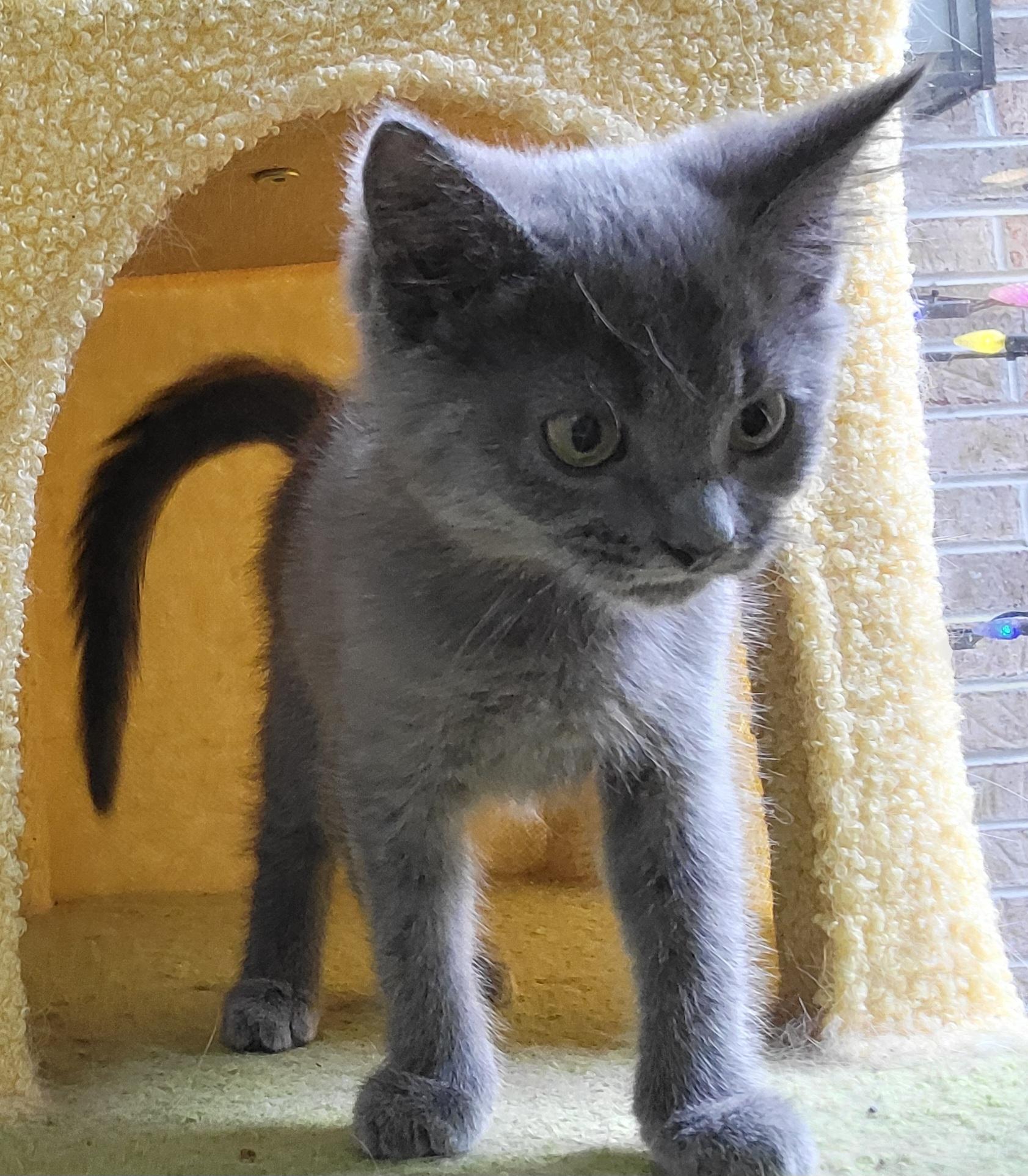 Rigatoni, a ADOPTABLE mixed breed in Knoxville, TN image 3/3
