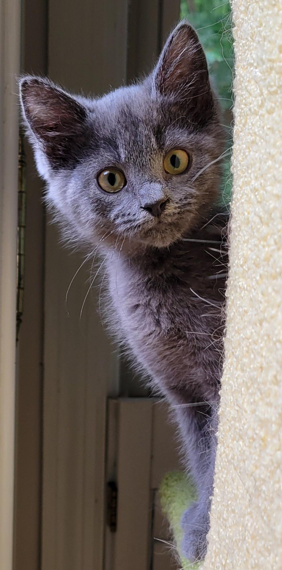 Rigatoni, a ADOPTABLE mixed breed in Knoxville, TN image 1/3