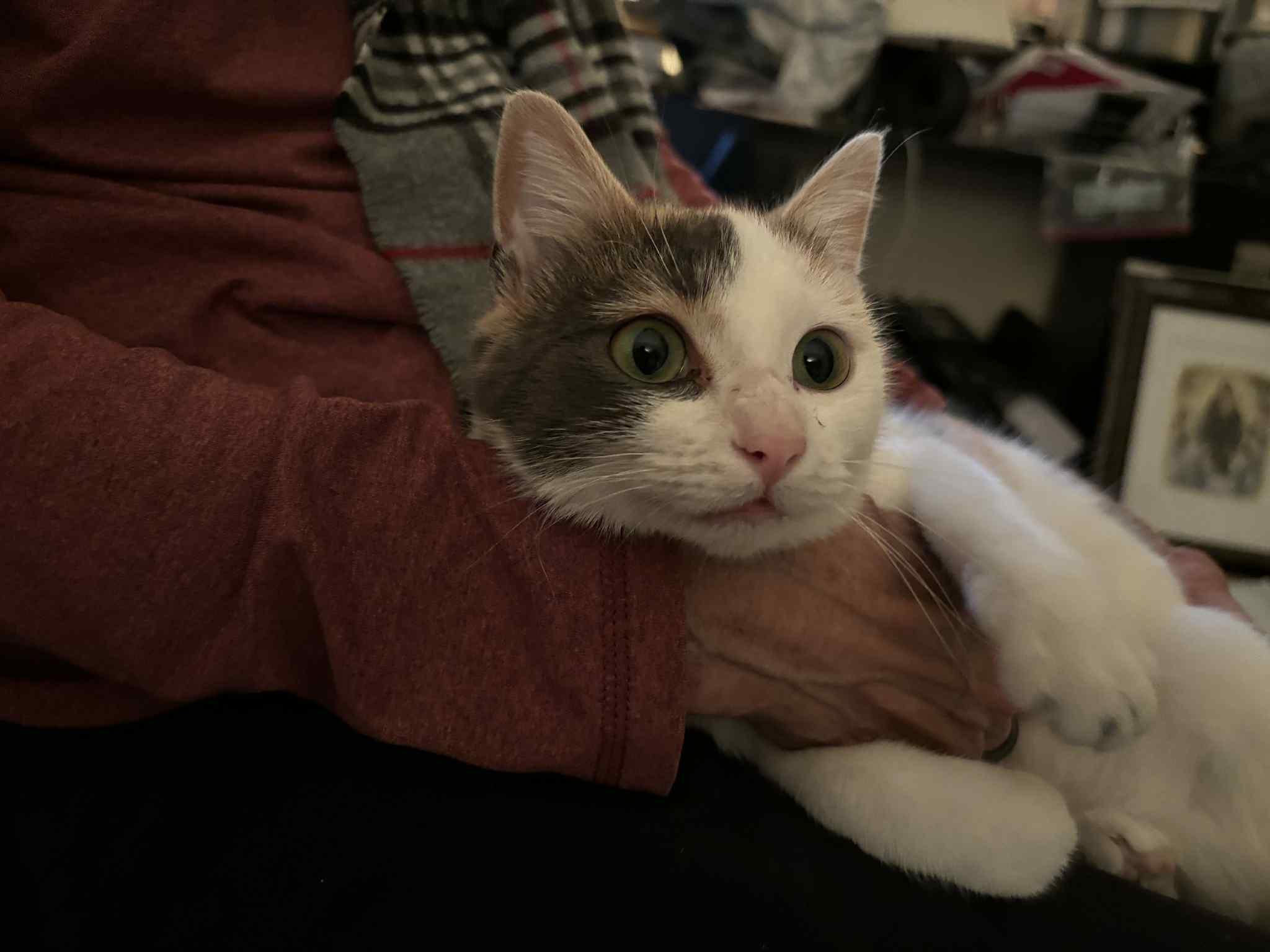 Wren, an adopted Calico in Charlotte, NC image 5/5