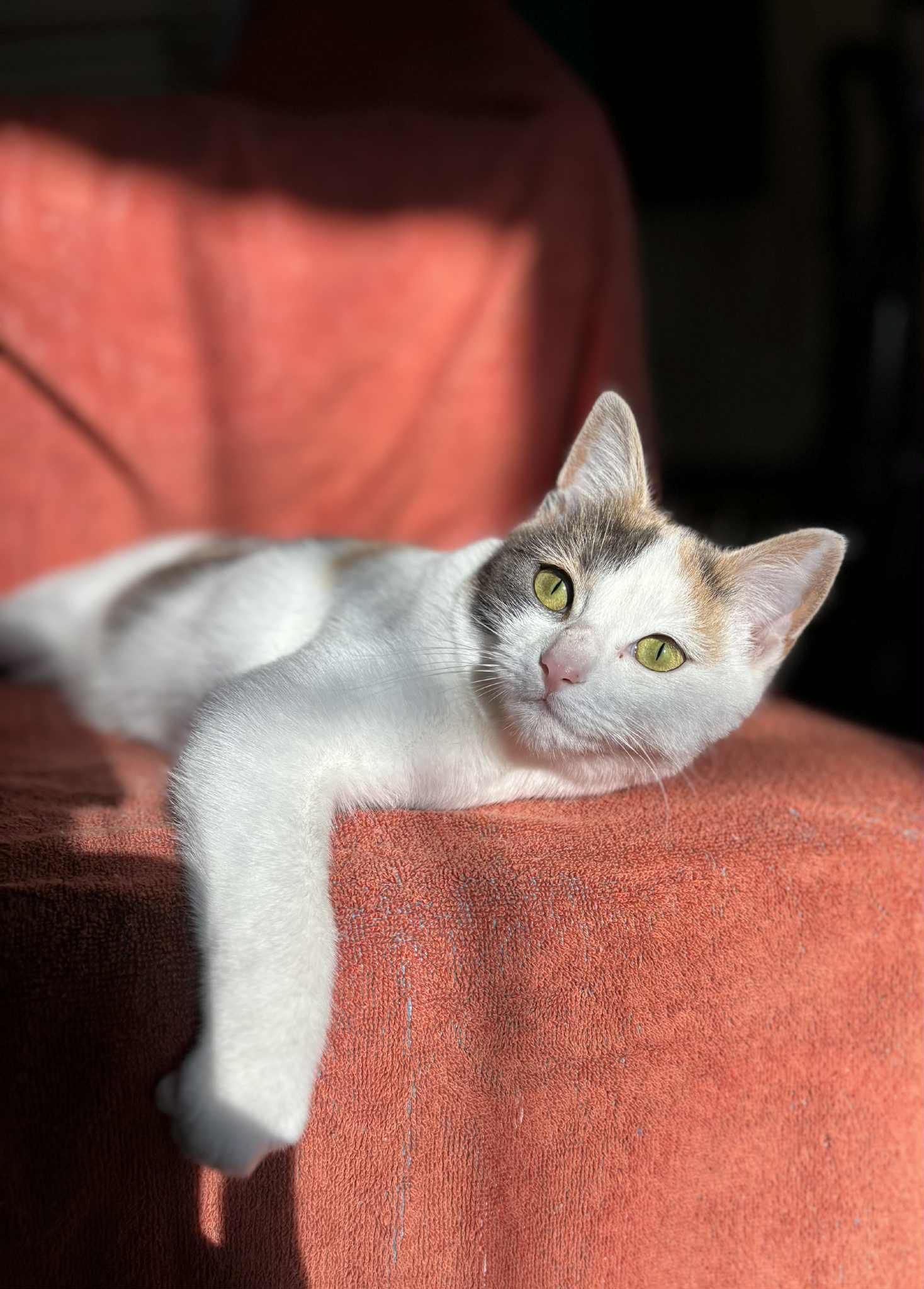 Wren, an adopted Calico in Charlotte, NC image 3/5