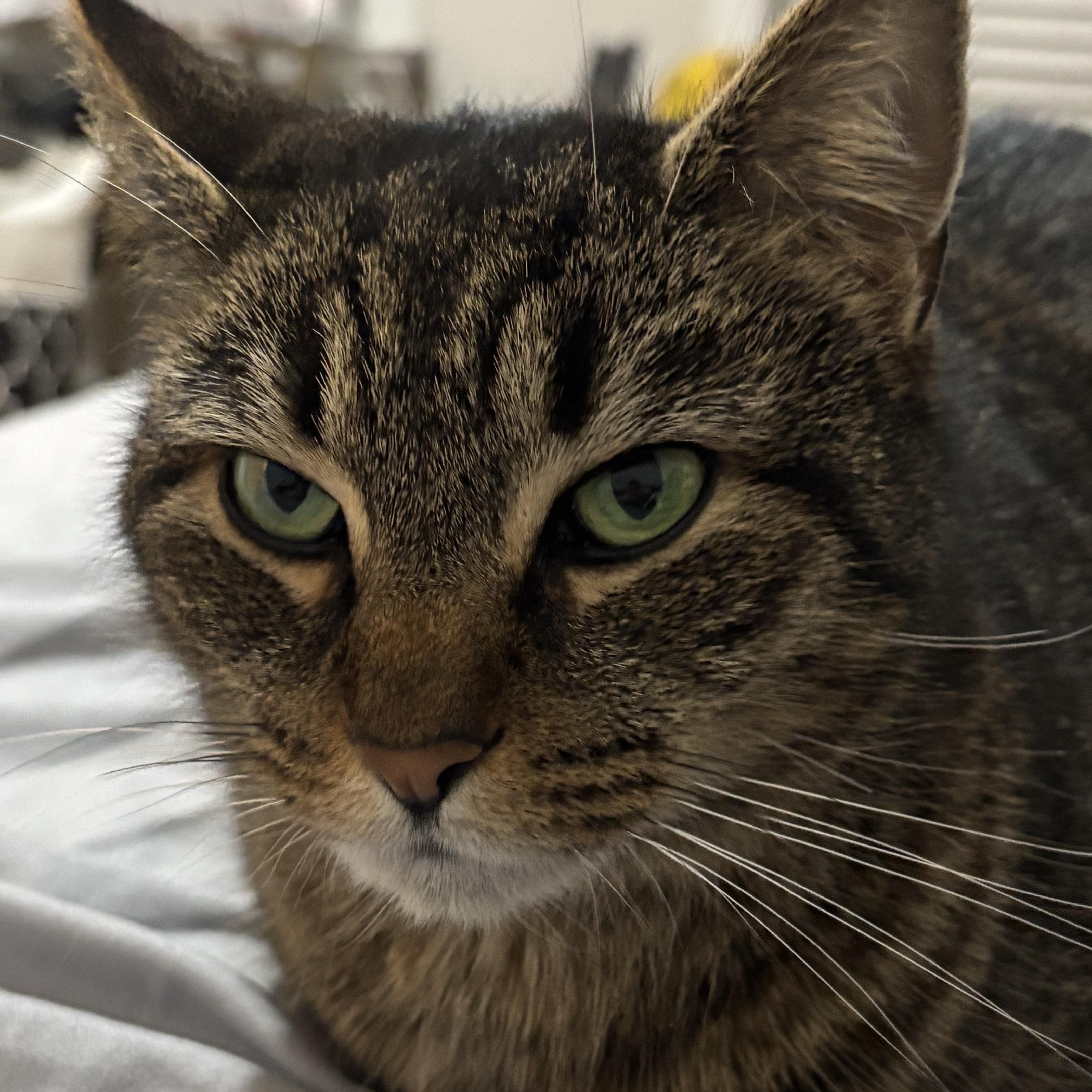 KitKat photo 4