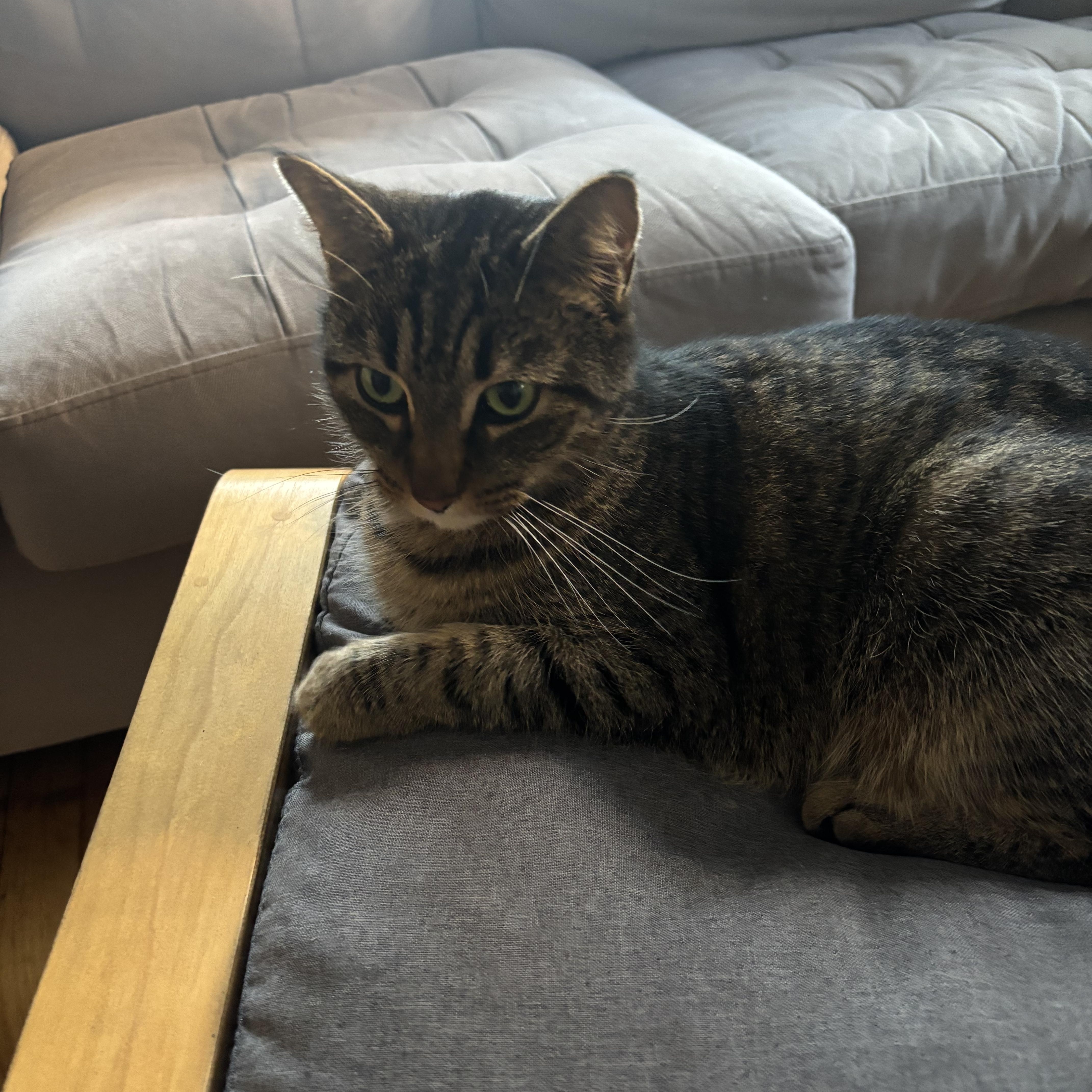 KitKat photo 5