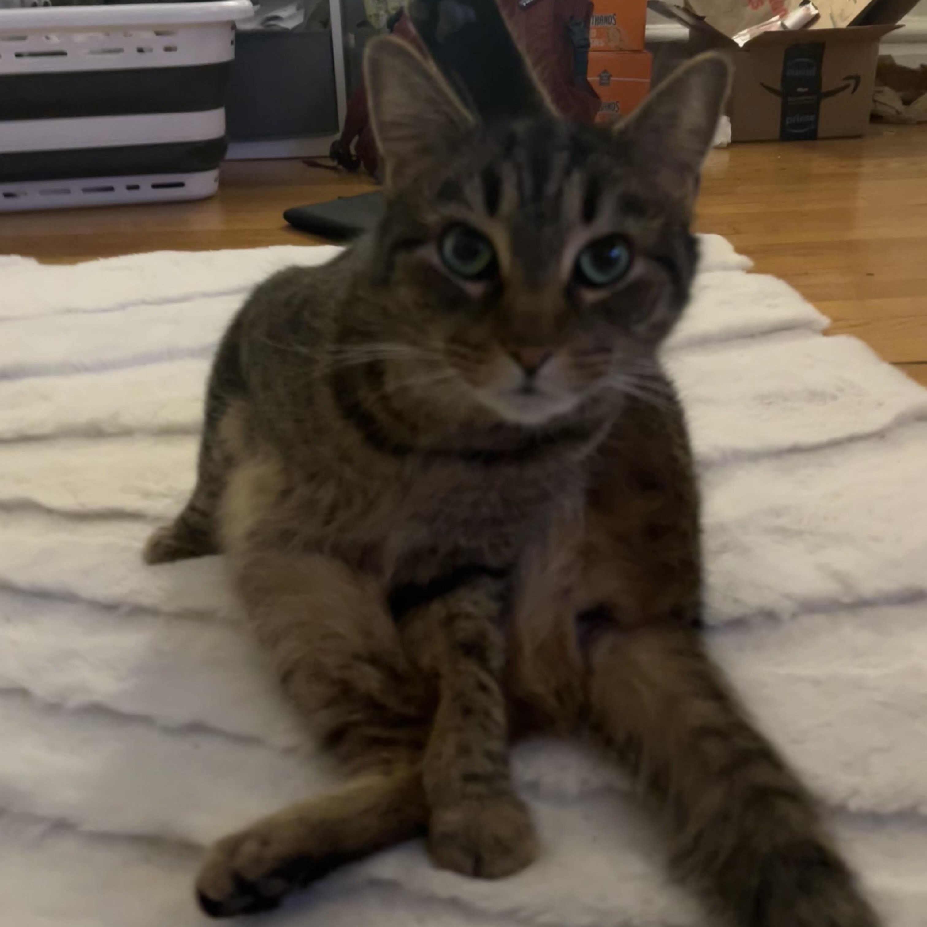 KitKat photo 2