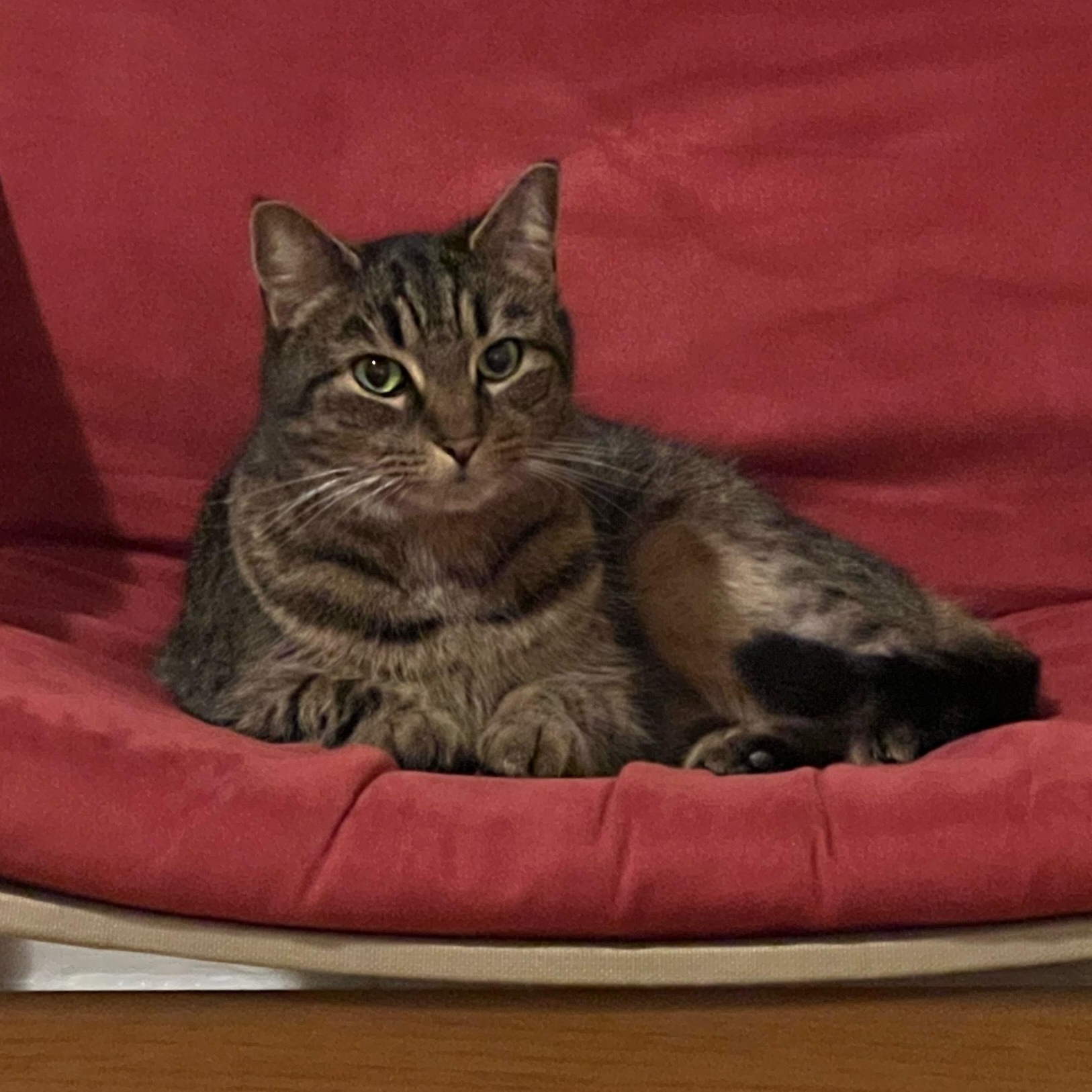 KitKat, Young Female Domestic Short Hair