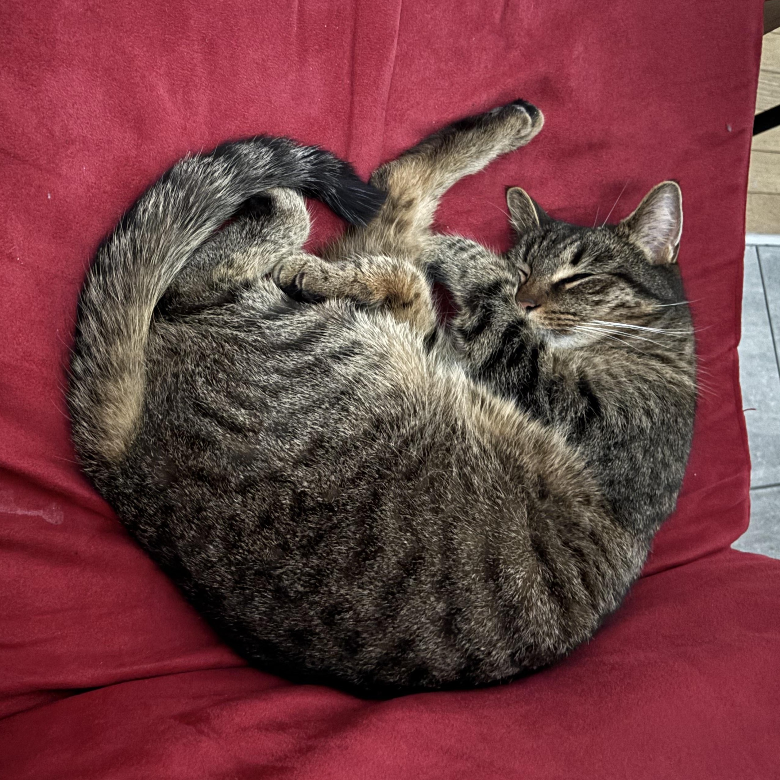 KitKat photo 3