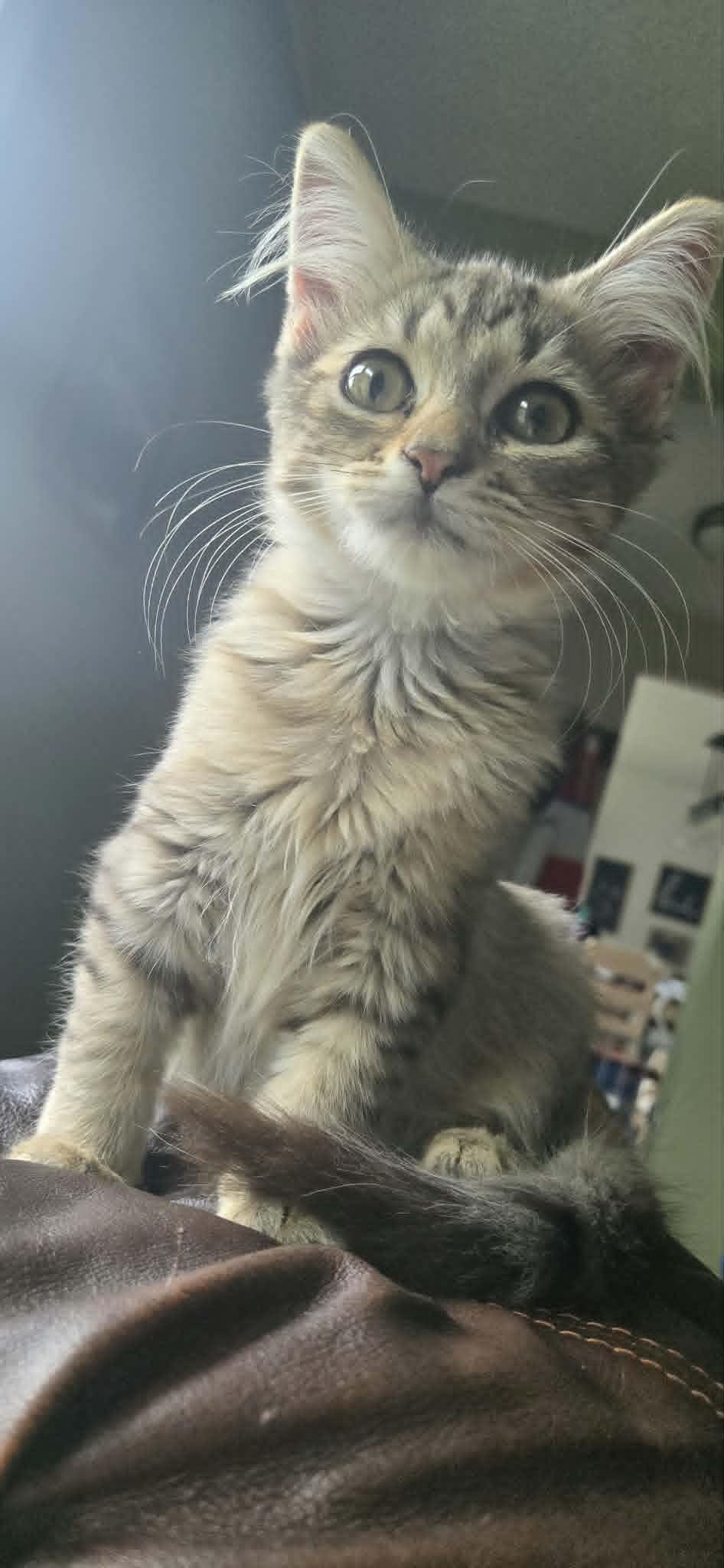 Enlarge Ziva, a ADOPTABLE Domestic Medium Hair in Fulton, NY image 2/3