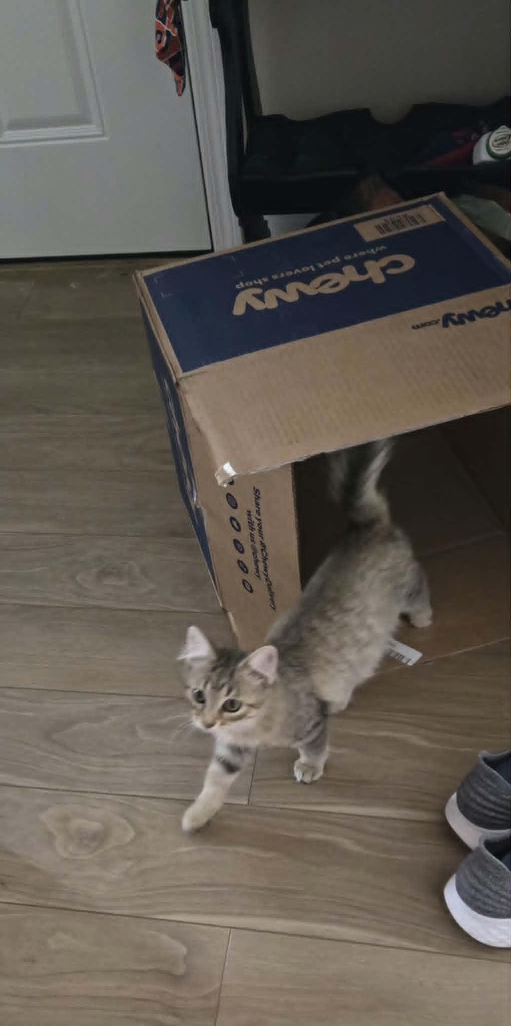 Enlarge Ziva, a ADOPTABLE Domestic Medium Hair in Fulton, NY image 3/3