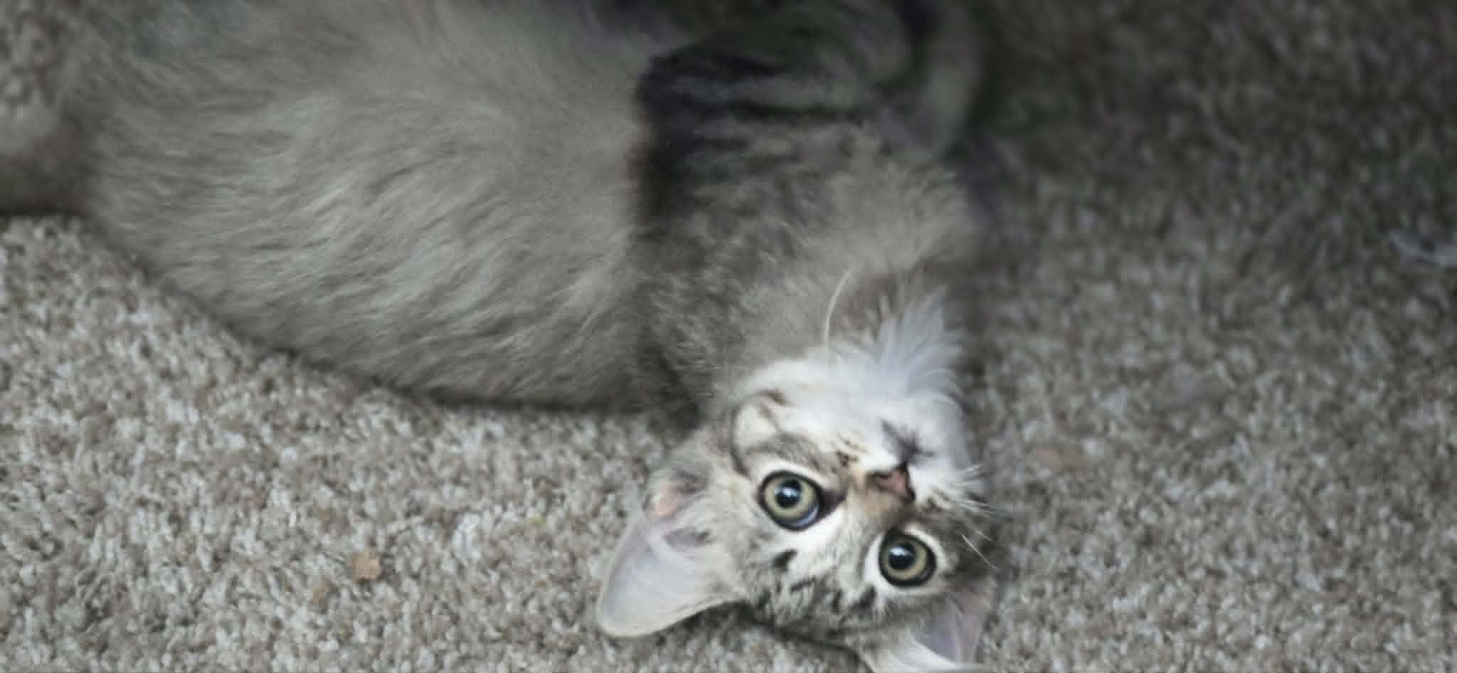 Ziva, ADOPTABLE, Young Female Domestic Medium Hair.