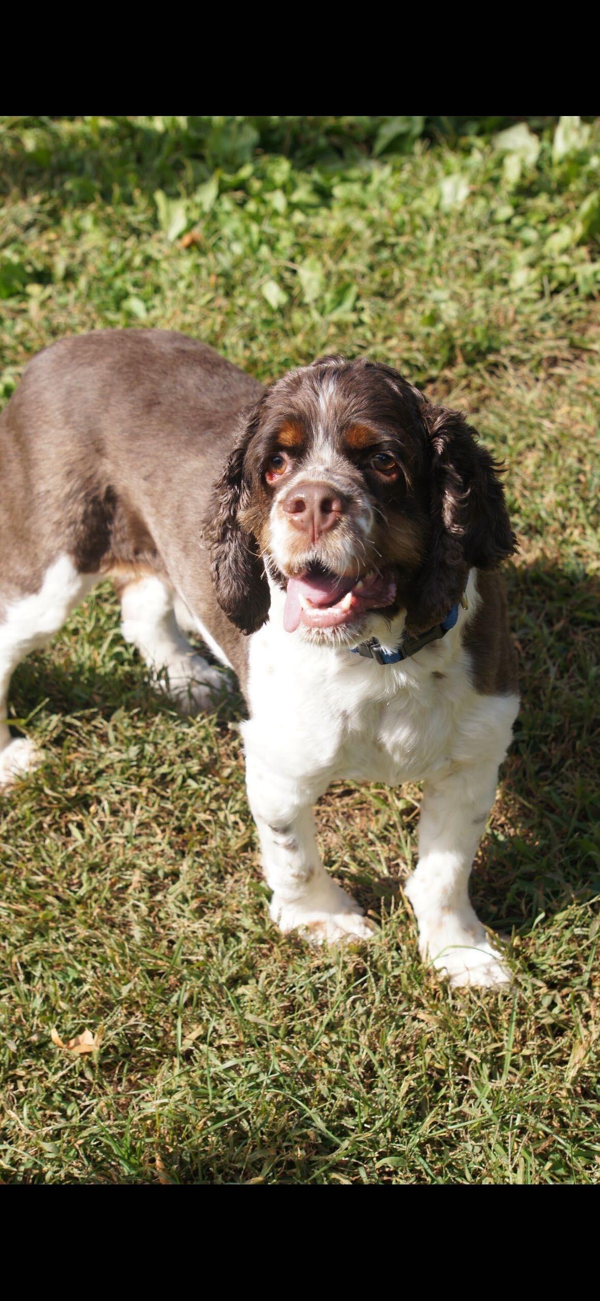 Enlarge Dune, a Adoptable Cocker Spaniel in North Haven, CT image 3/5