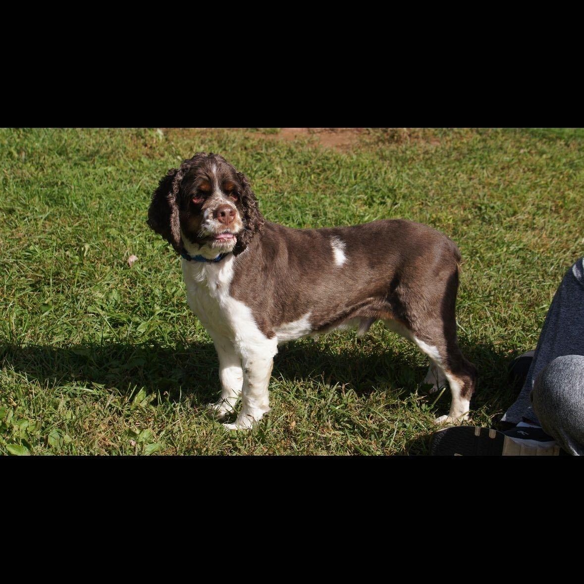 Enlarge Dune, a Adoptable Cocker Spaniel in North Haven, CT image 2/5
