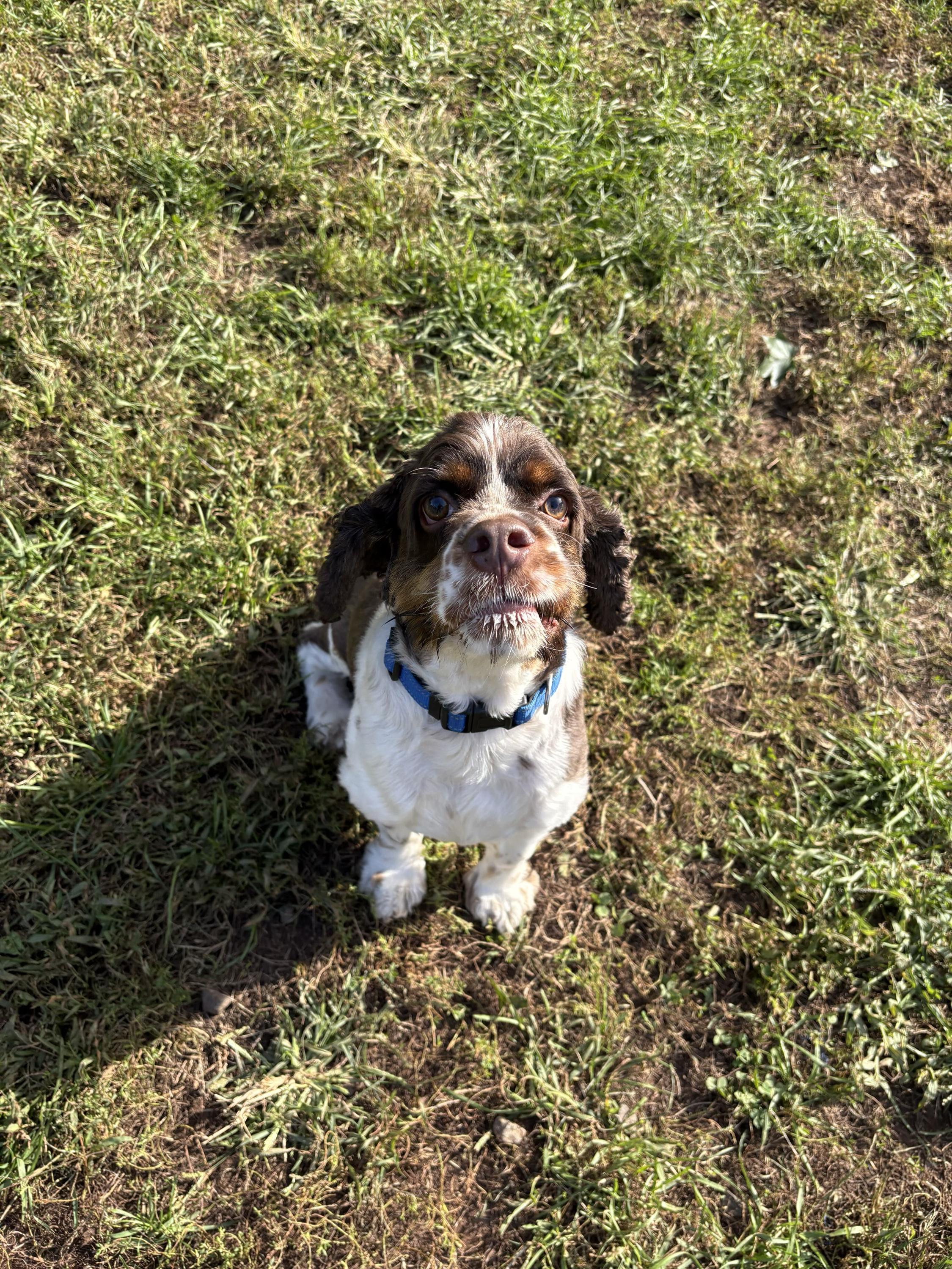Dune, Adoptable, Adult Male Cocker Spaniel.