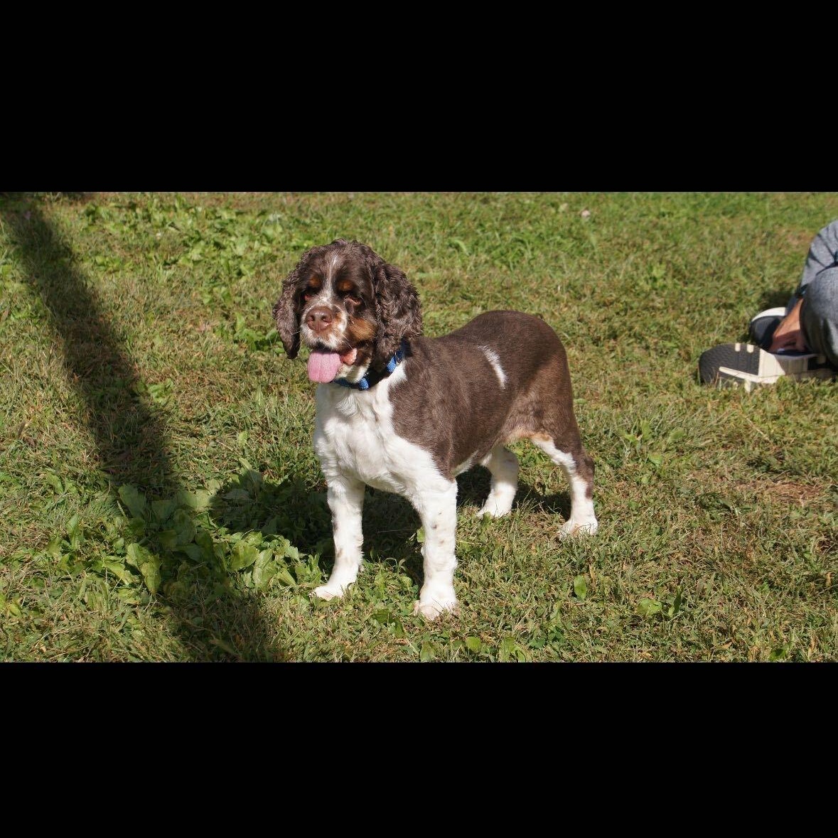 Enlarge Dune, a Adoptable Cocker Spaniel in North Haven, CT image 4/5