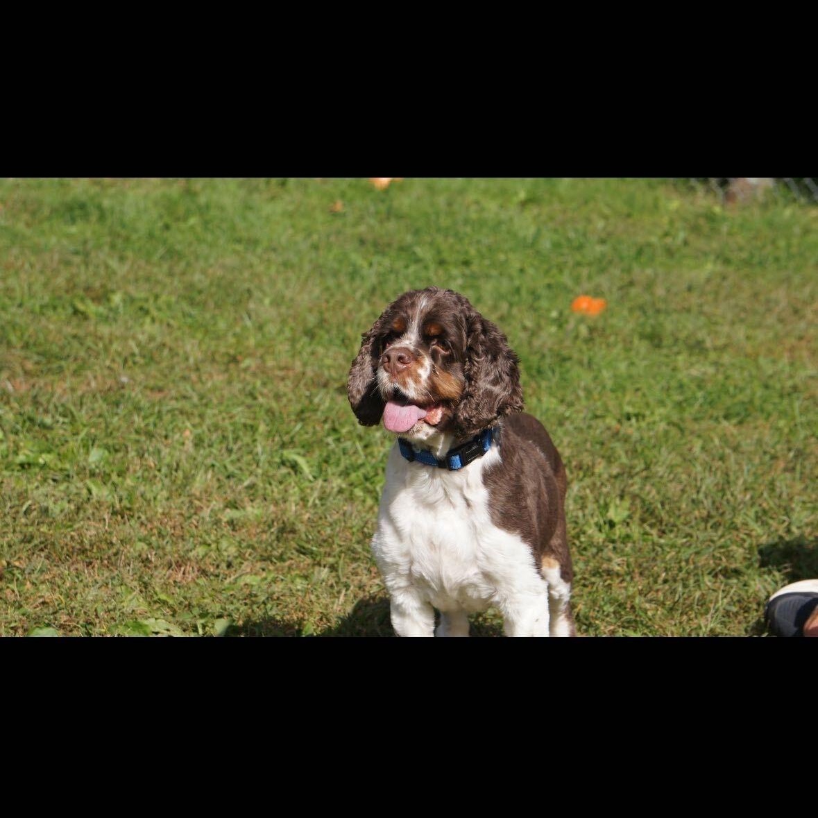 Enlarge Dune, a Adoptable Cocker Spaniel in North Haven, CT image 5/5