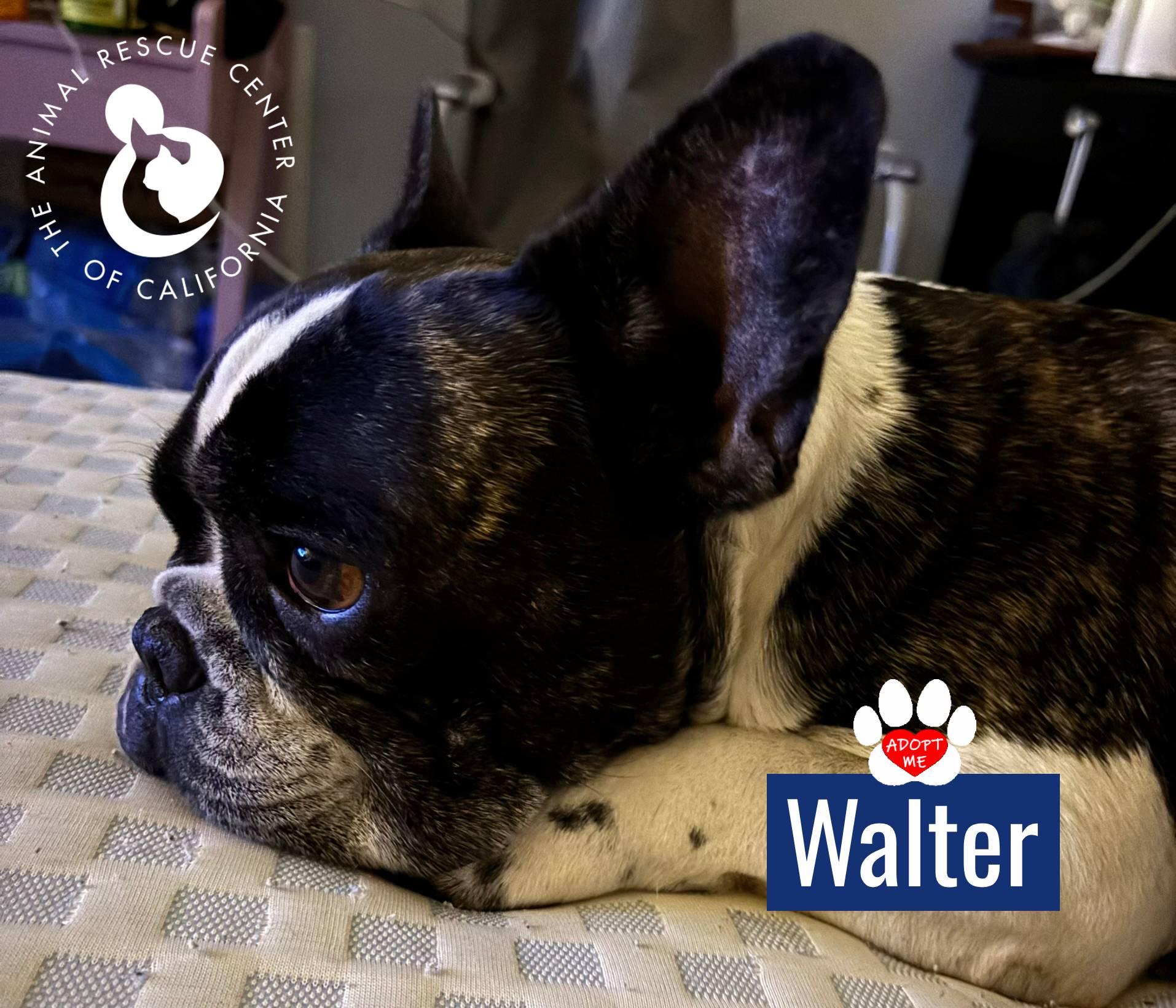 Walter, ADOPTABLE, Adult Male French Bulldog.