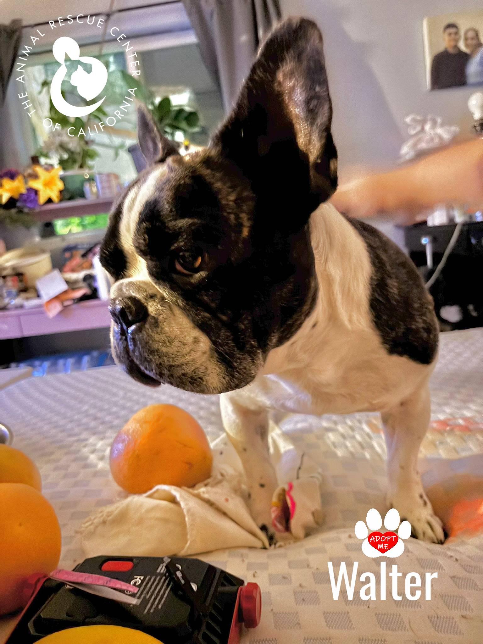 Enlarge Walter, a ADOPTABLE French Bulldog in Coachella, CA image 2/2