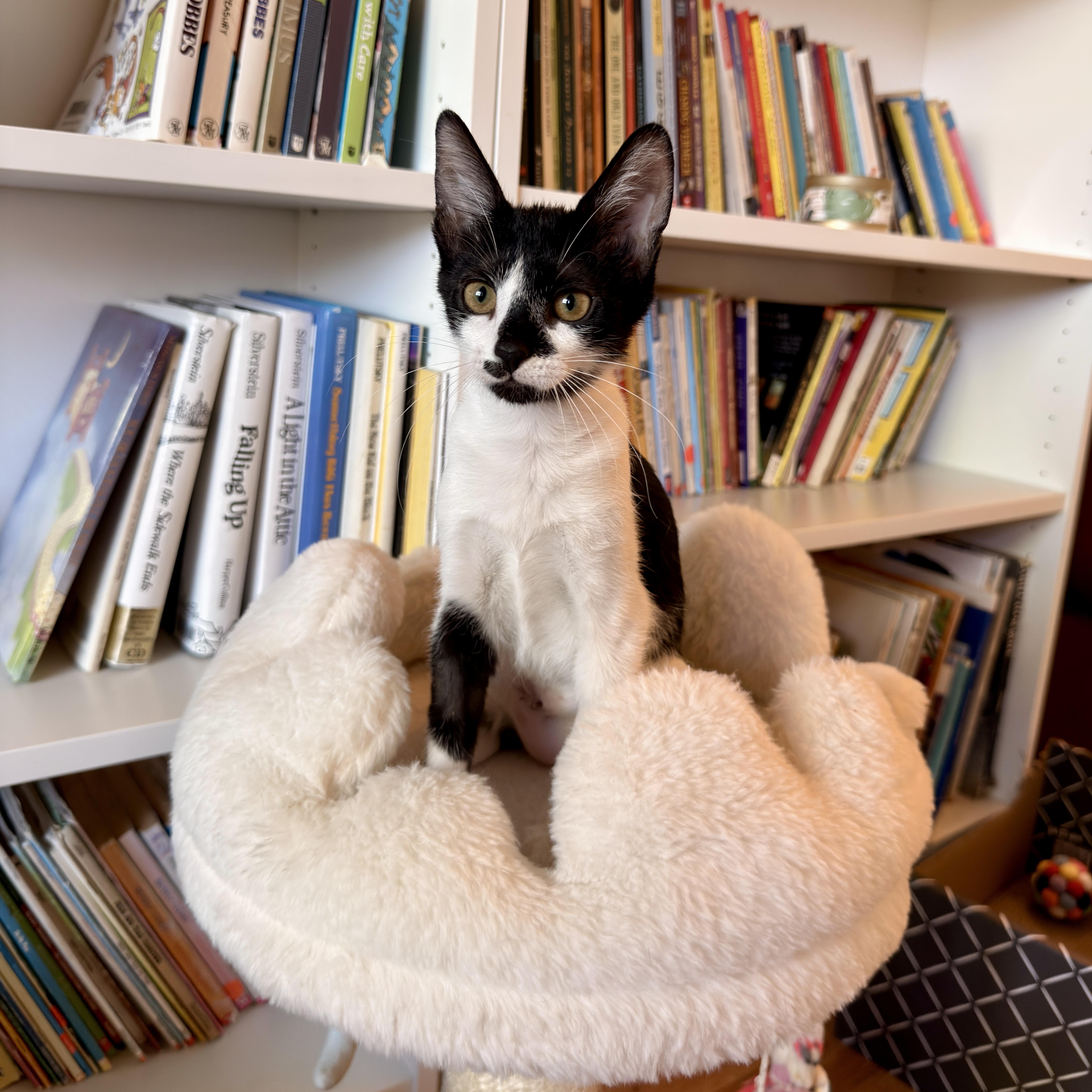 Enlarge Tessa, a ADOPTABLE Domestic Short Hair in Boca Raton, FL image 2/5