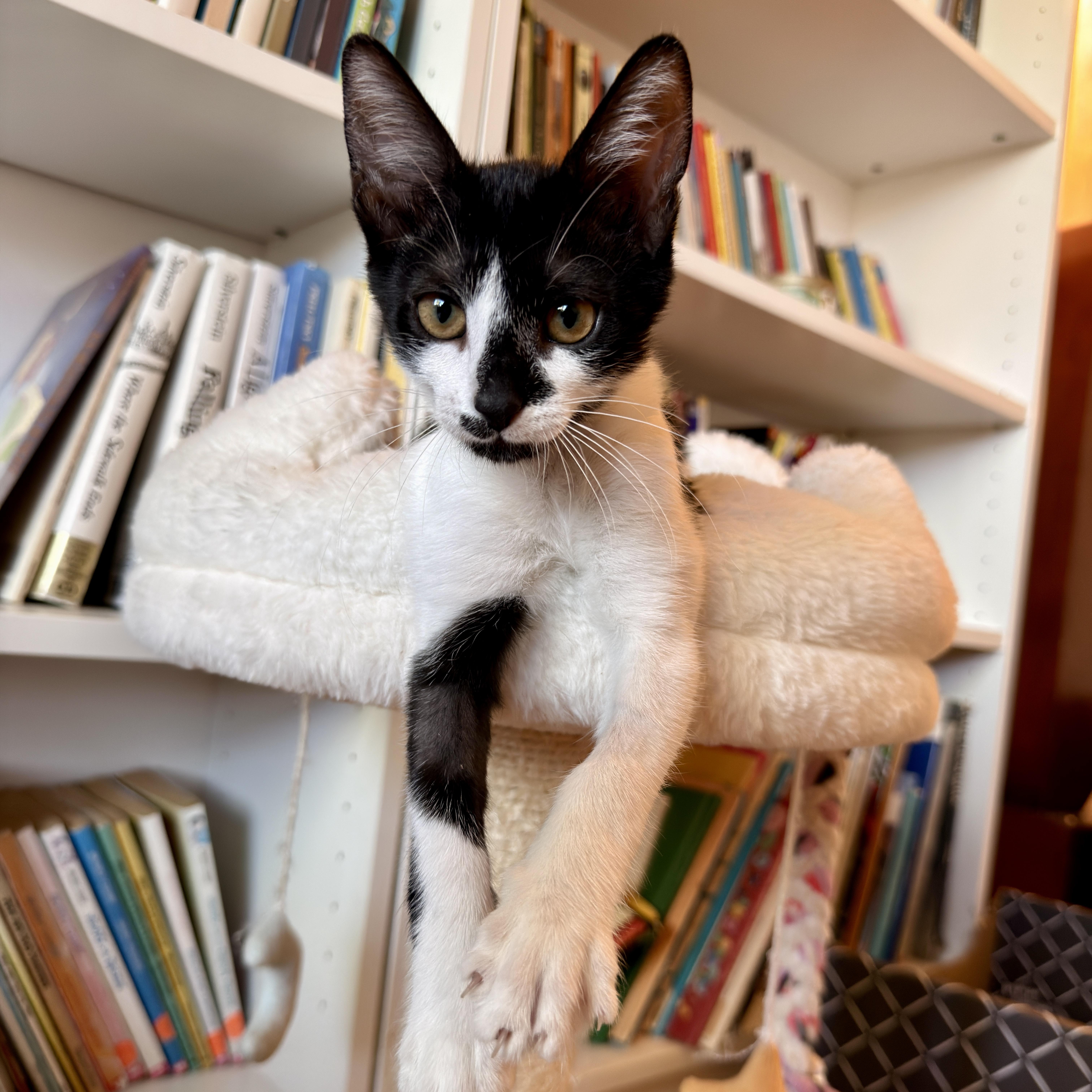 Enlarge Tessa, a ADOPTABLE Domestic Short Hair in Boca Raton, FL image 3/5