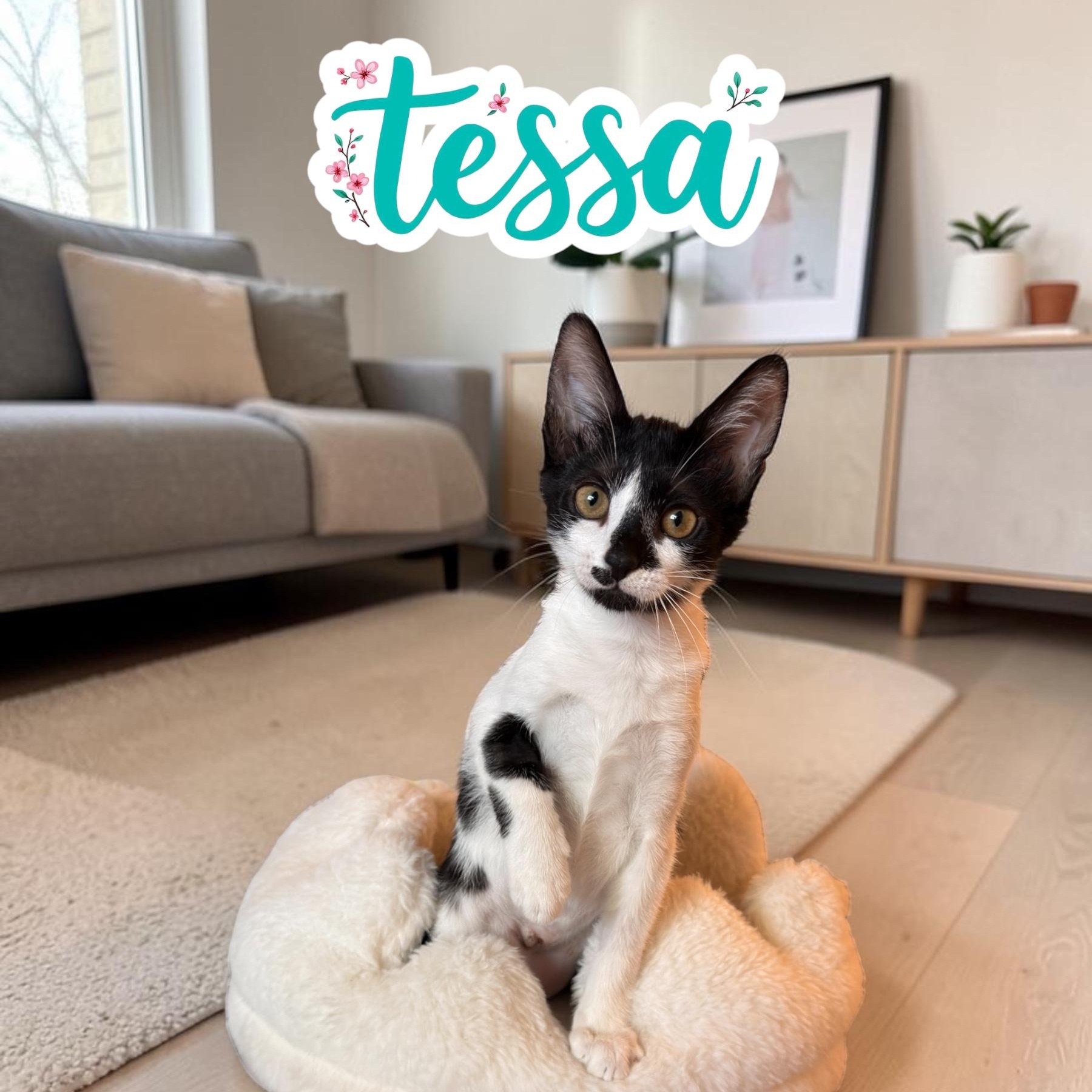 Enlarge Tessa, a ADOPTABLE Domestic Short Hair in Boca Raton, FL image 1/5