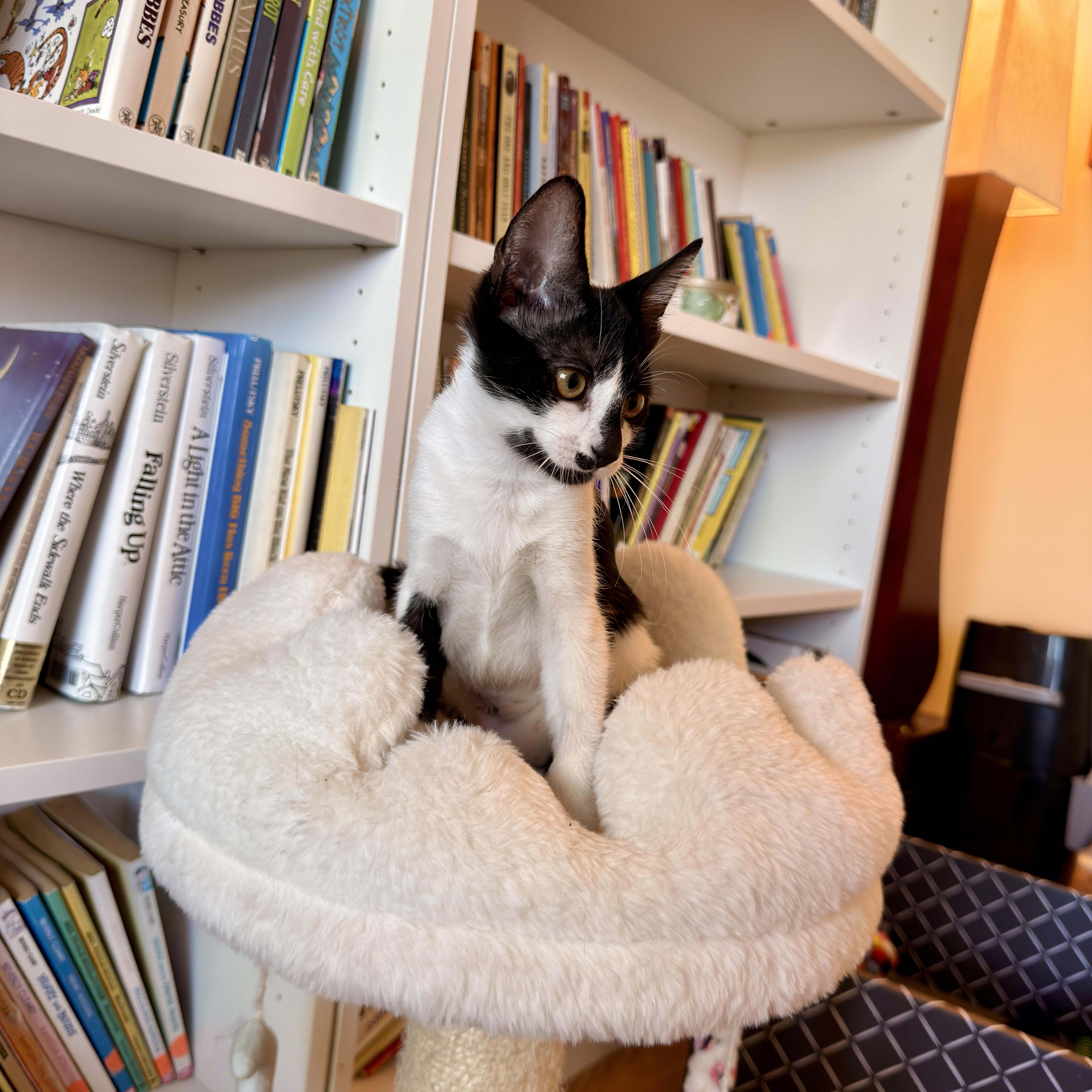 Enlarge Tessa, a ADOPTABLE Domestic Short Hair in Boca Raton, FL image 4/5