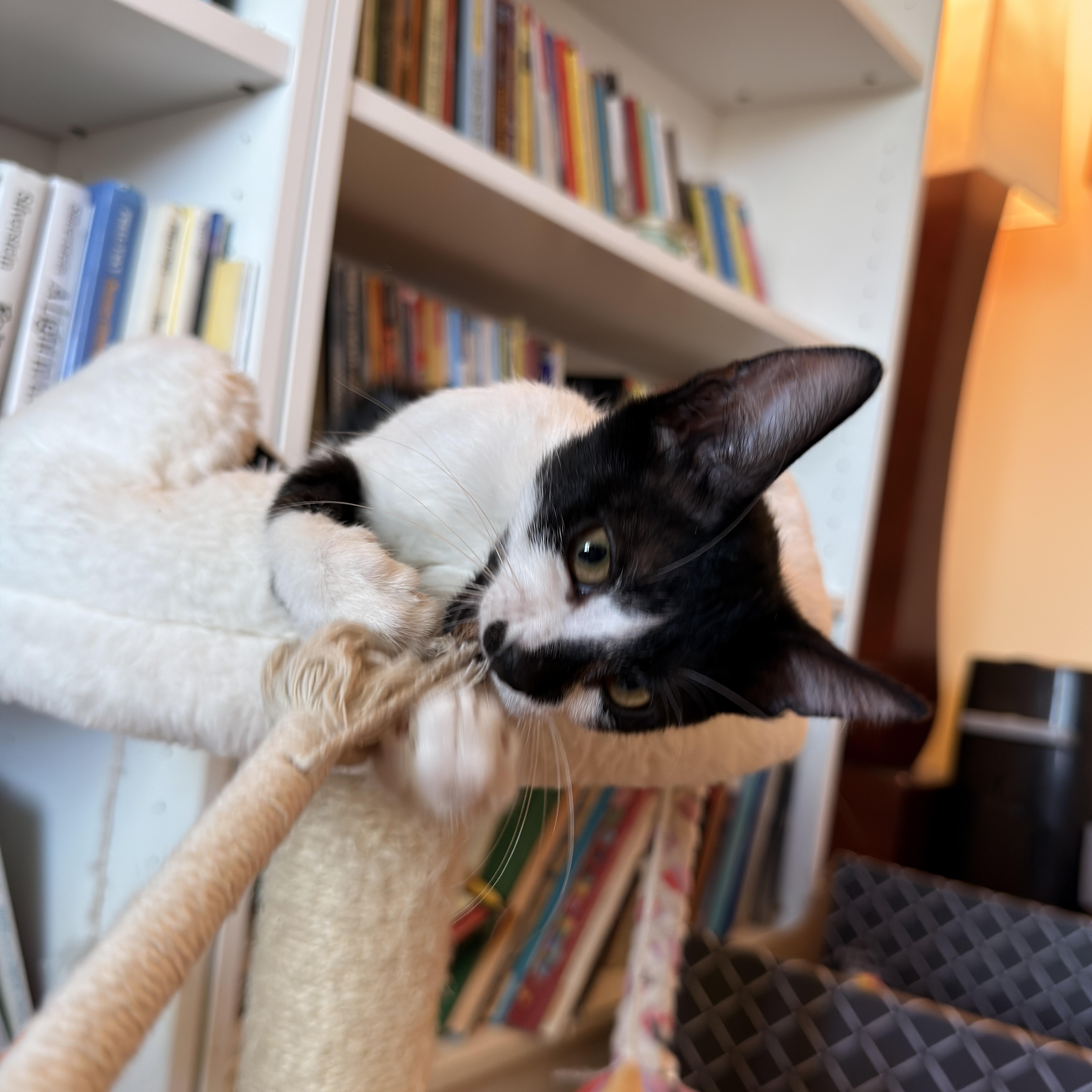 Enlarge Tessa, a ADOPTABLE Domestic Short Hair in Boca Raton, FL image 5/5