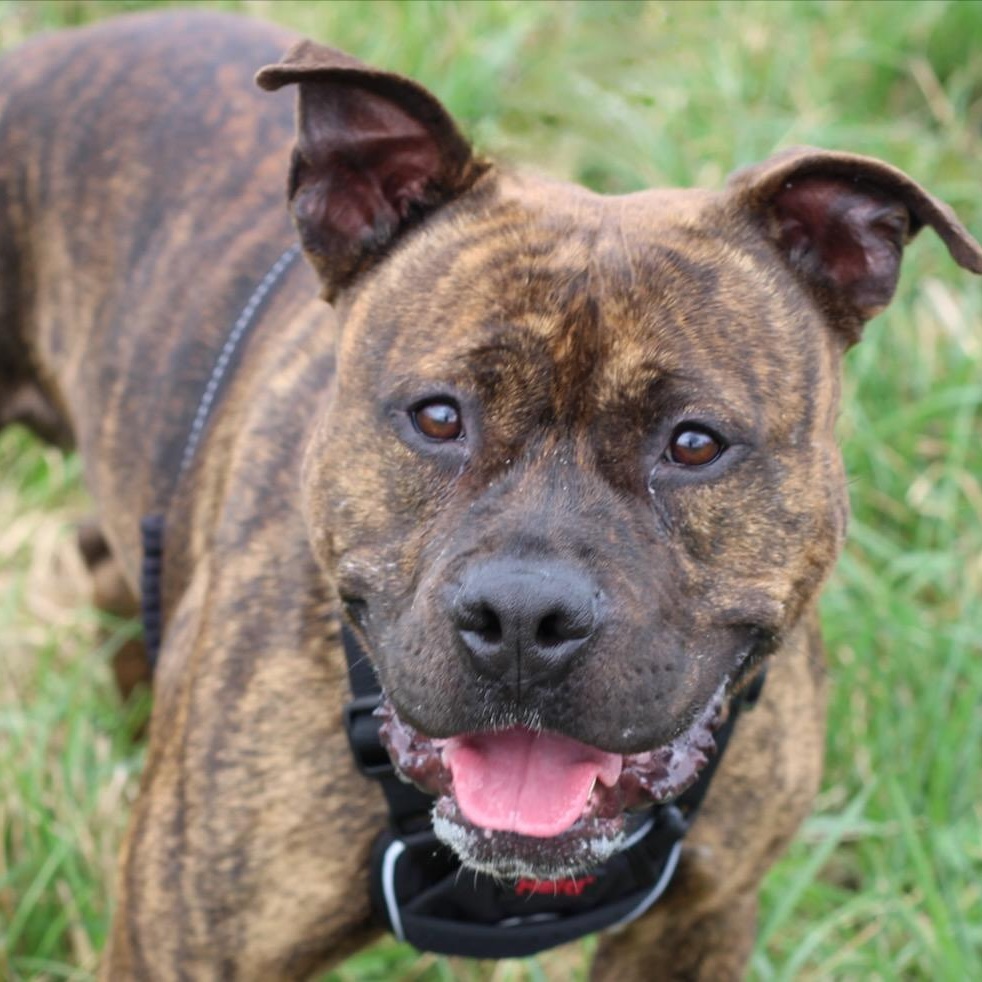 Patrick, ADOPTABLE, Adult Male Pit Bull Terrier & Bulldog.