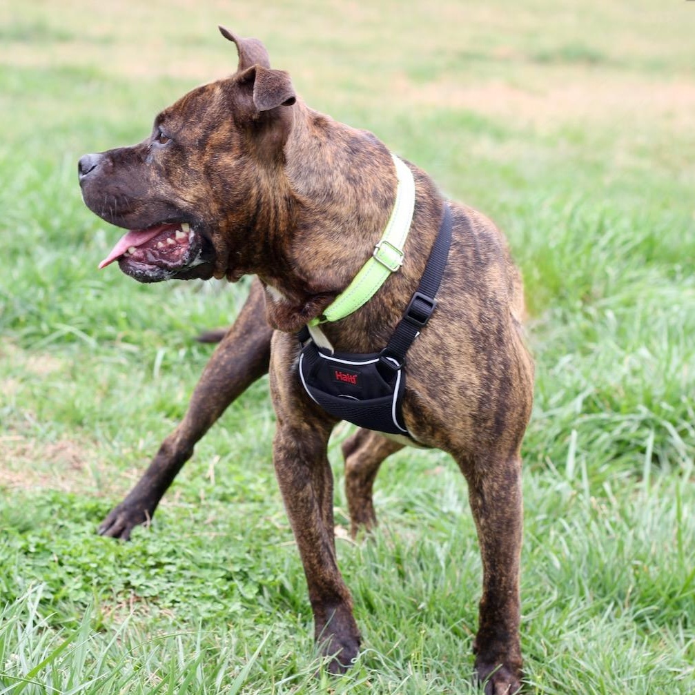 Enlarge Patrick, a ADOPTABLE mixed breed in Lebanon, TN image 5/6