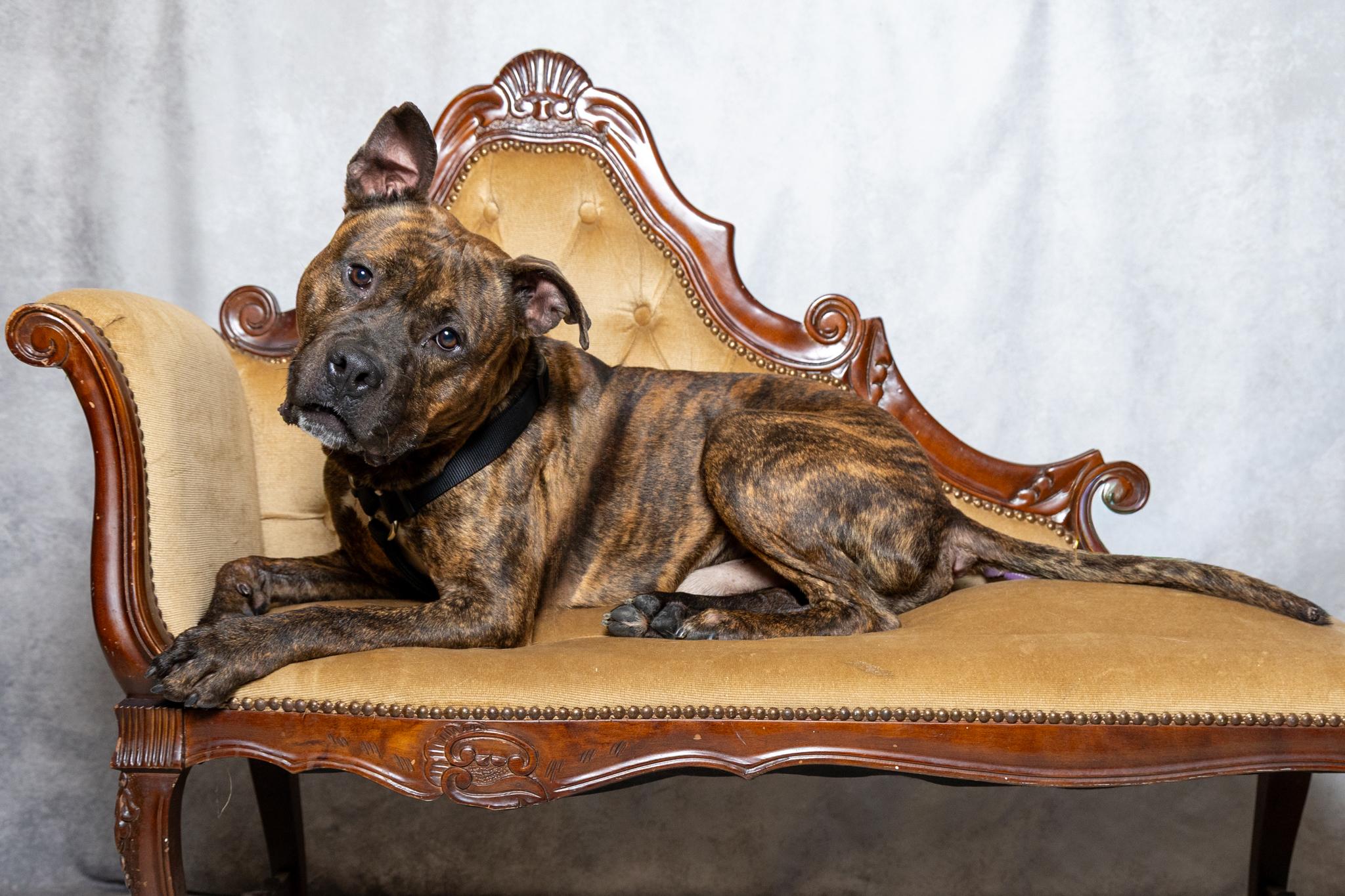 Enlarge Patrick, a ADOPTABLE mixed breed in Lebanon, TN image 5/6
