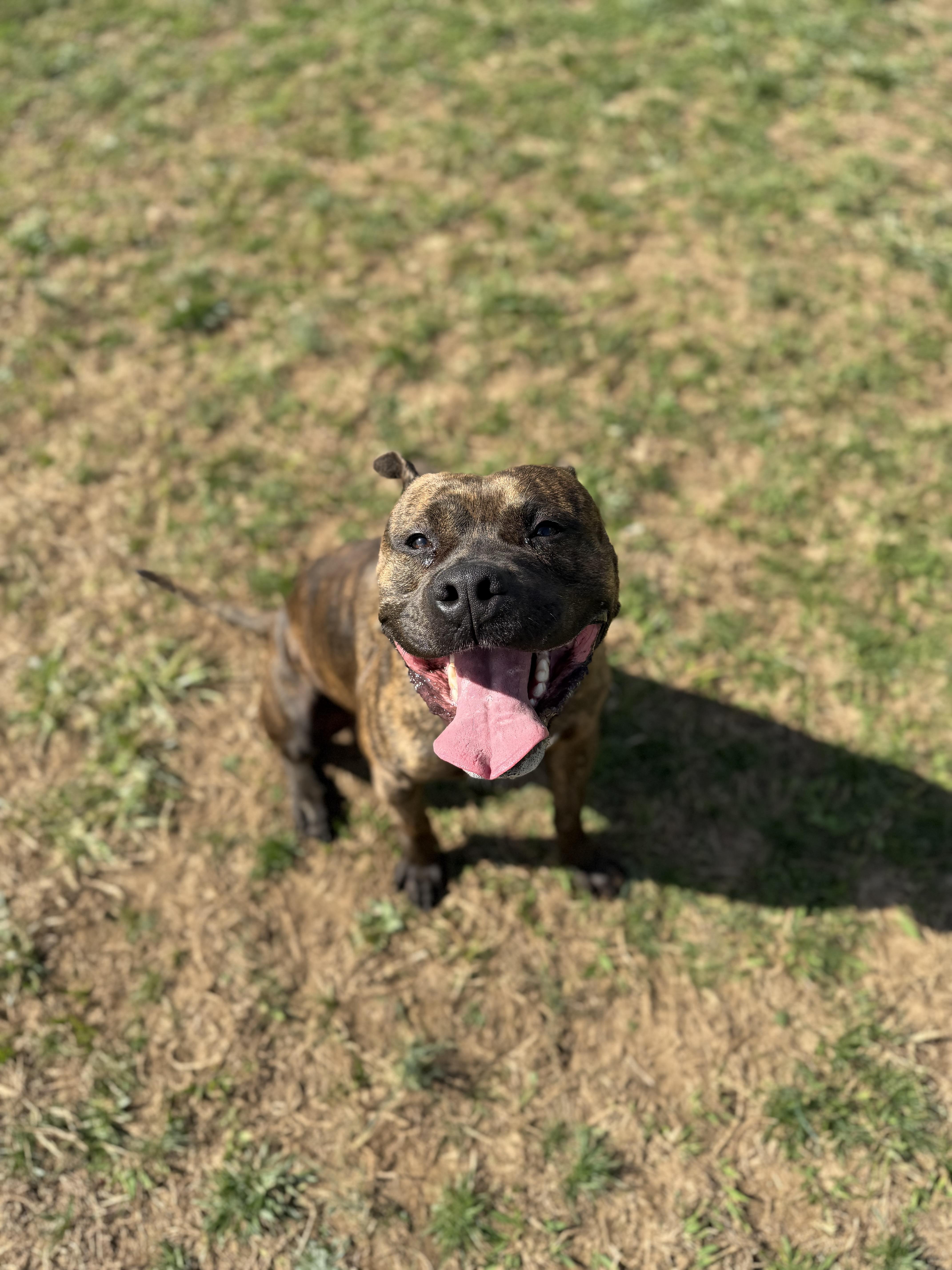Enlarge Patrick, a ADOPTABLE mixed breed in Lebanon, TN image 1/4