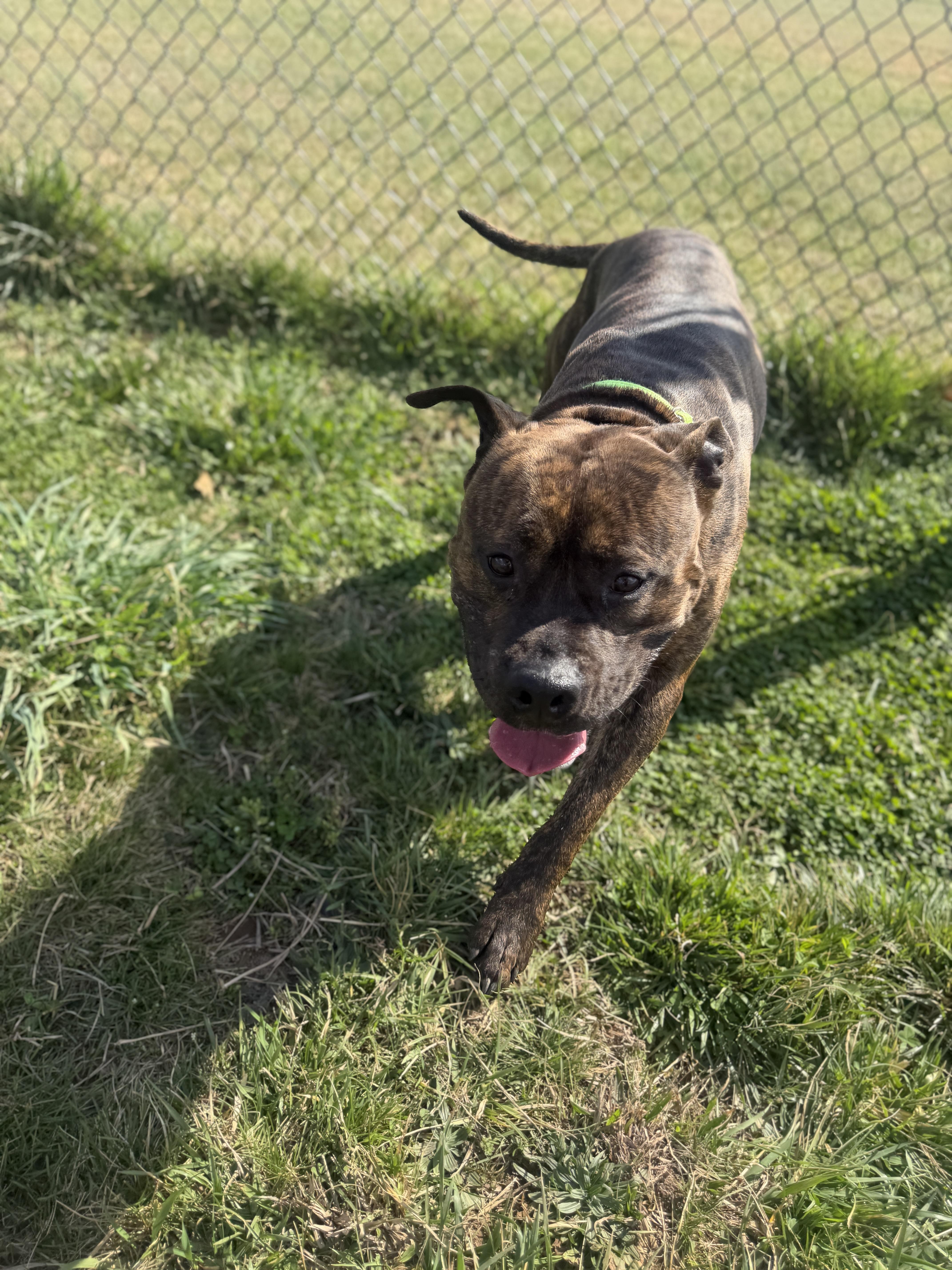 Enlarge Patrick, a ADOPTABLE mixed breed in Lebanon, TN image 3/4